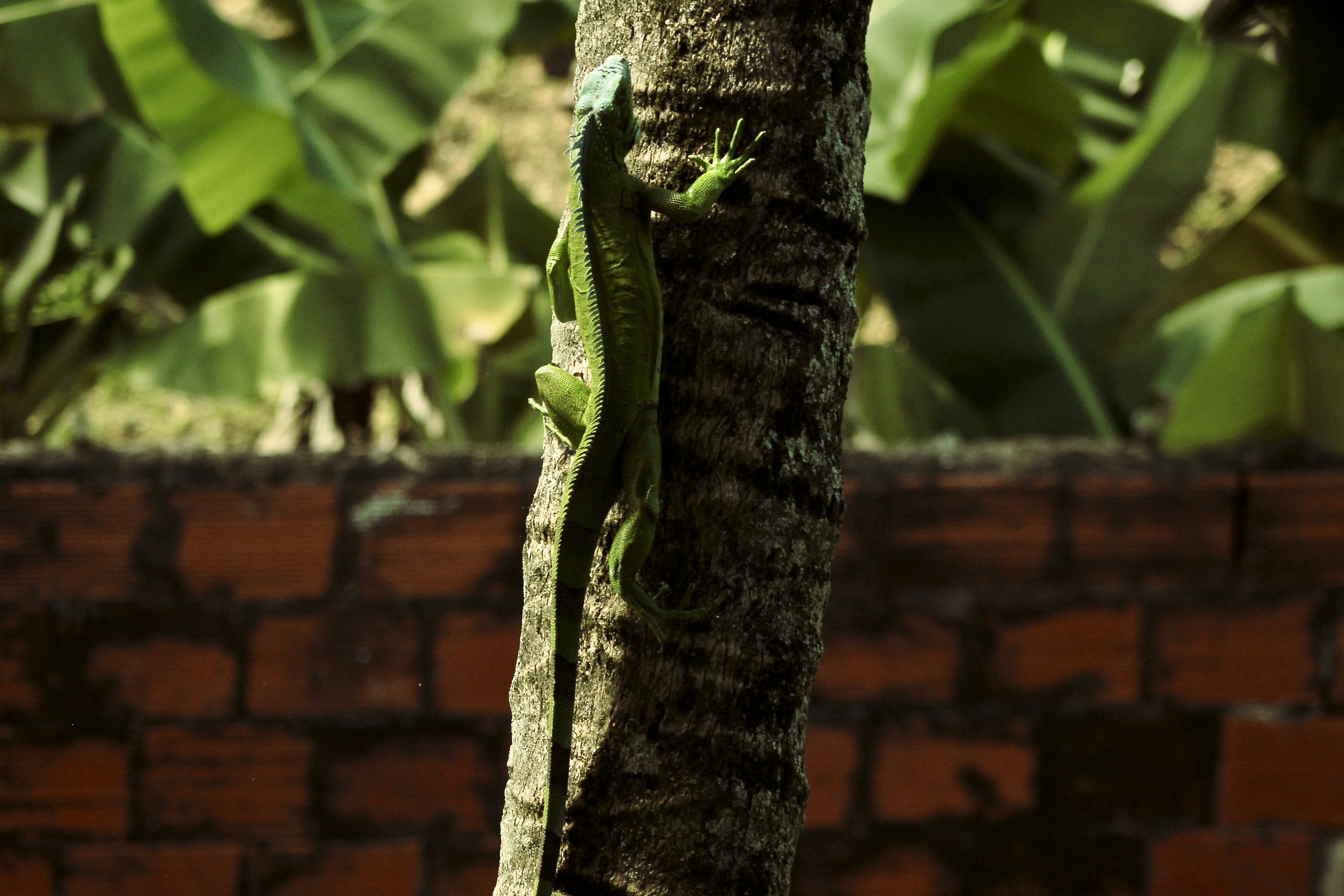 Trinidad And Tobago, green iguana, textured tree trunk, 4K Desktop Wallpaper