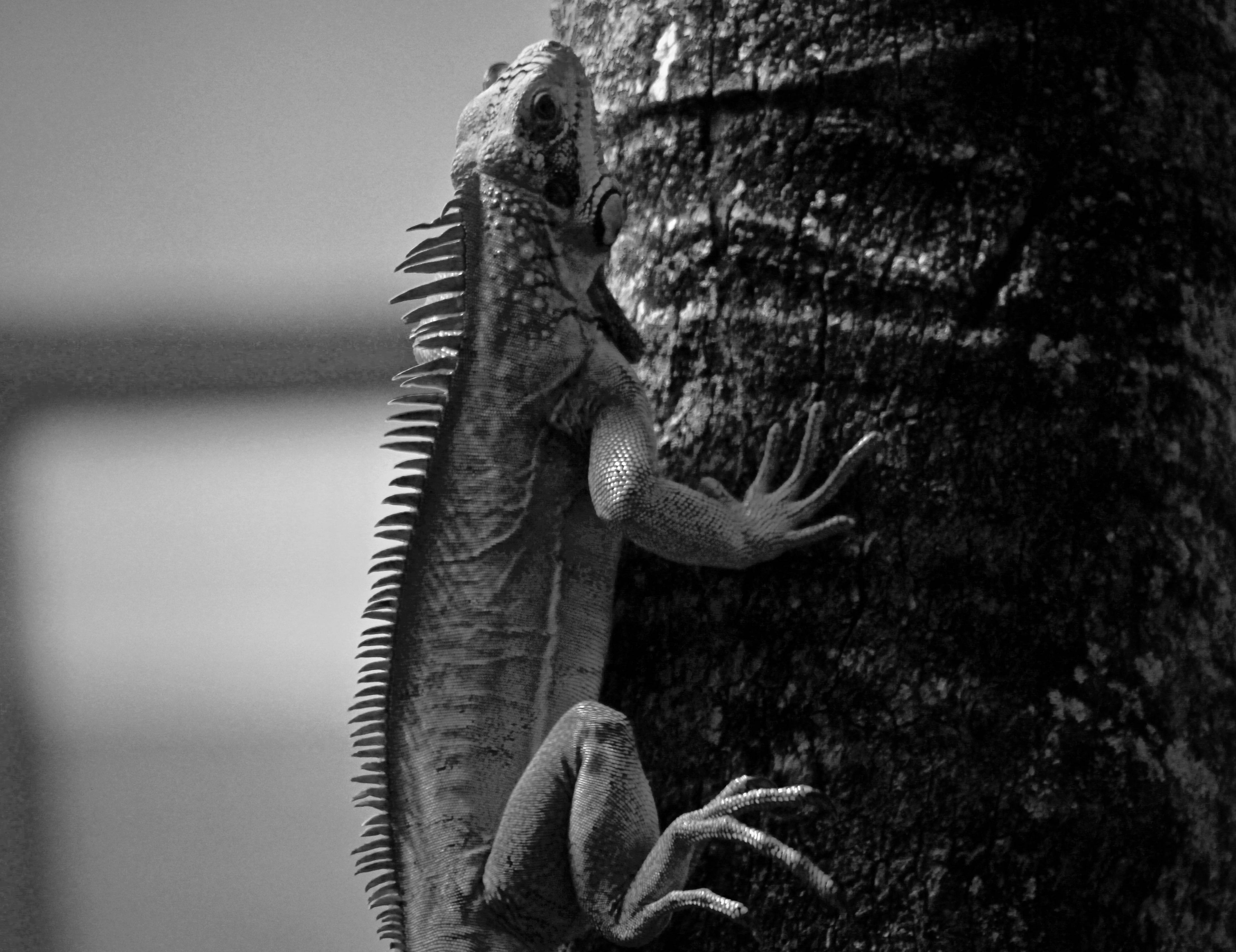 Trinidad And Tobago, monochrome iguana, spiky iguana, 4K Desktop Wallpaper