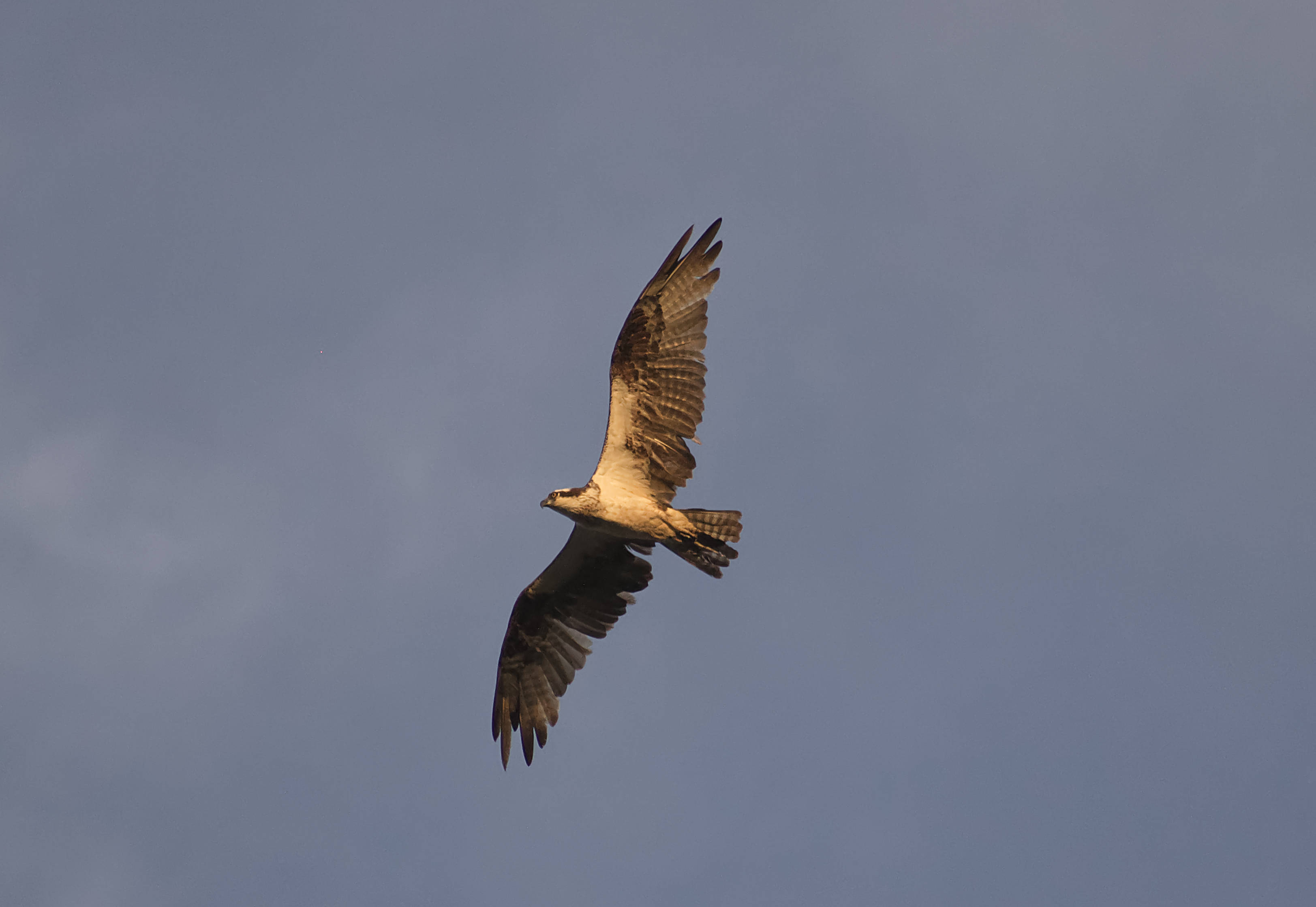 Trinidad And Tobago, osprey, soft blue sky, 2K Desktop Wallpaper