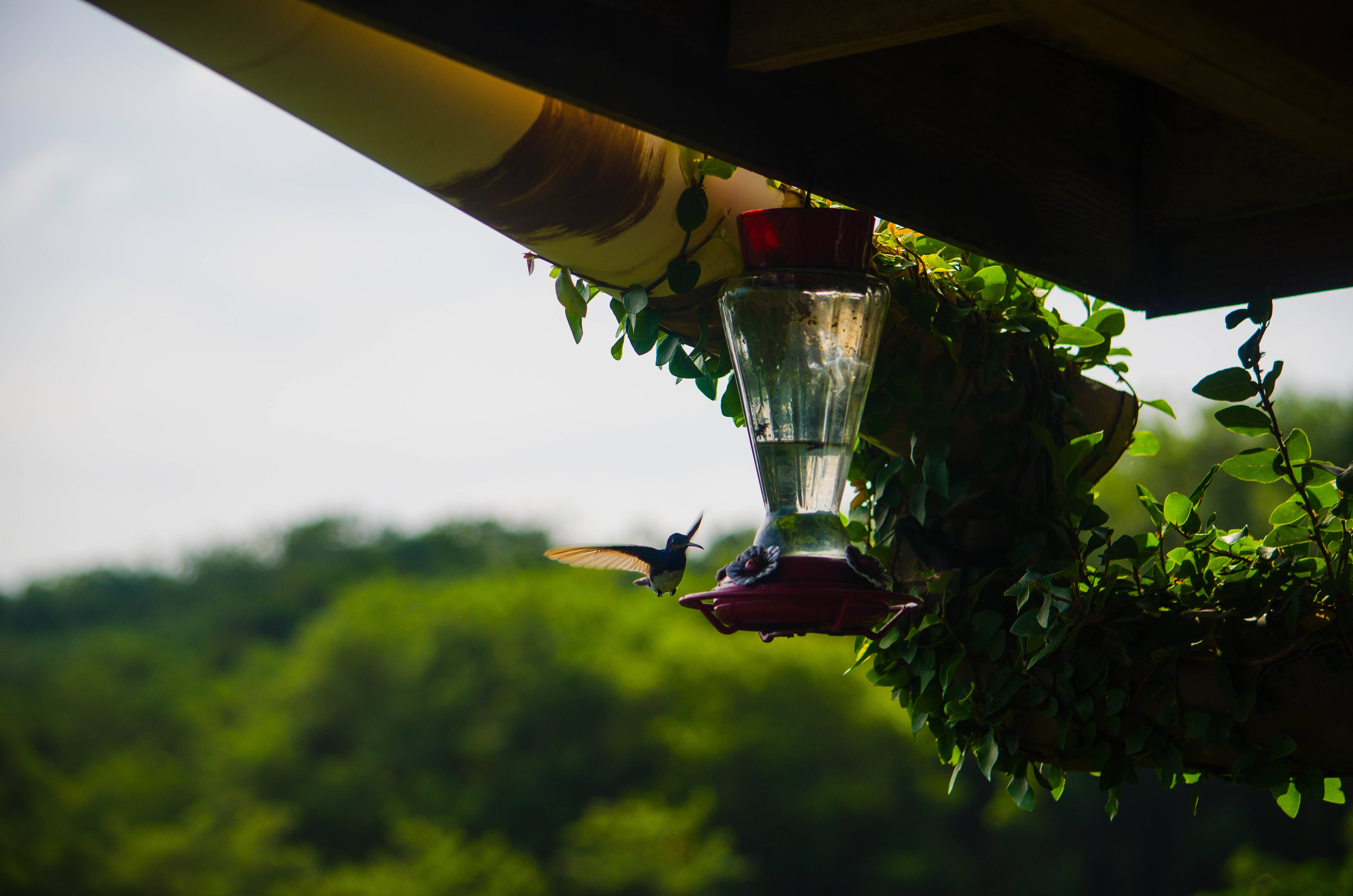 Trinidad And Tobago, hummingbird, red feeder, 4K Desktop Wallpaper