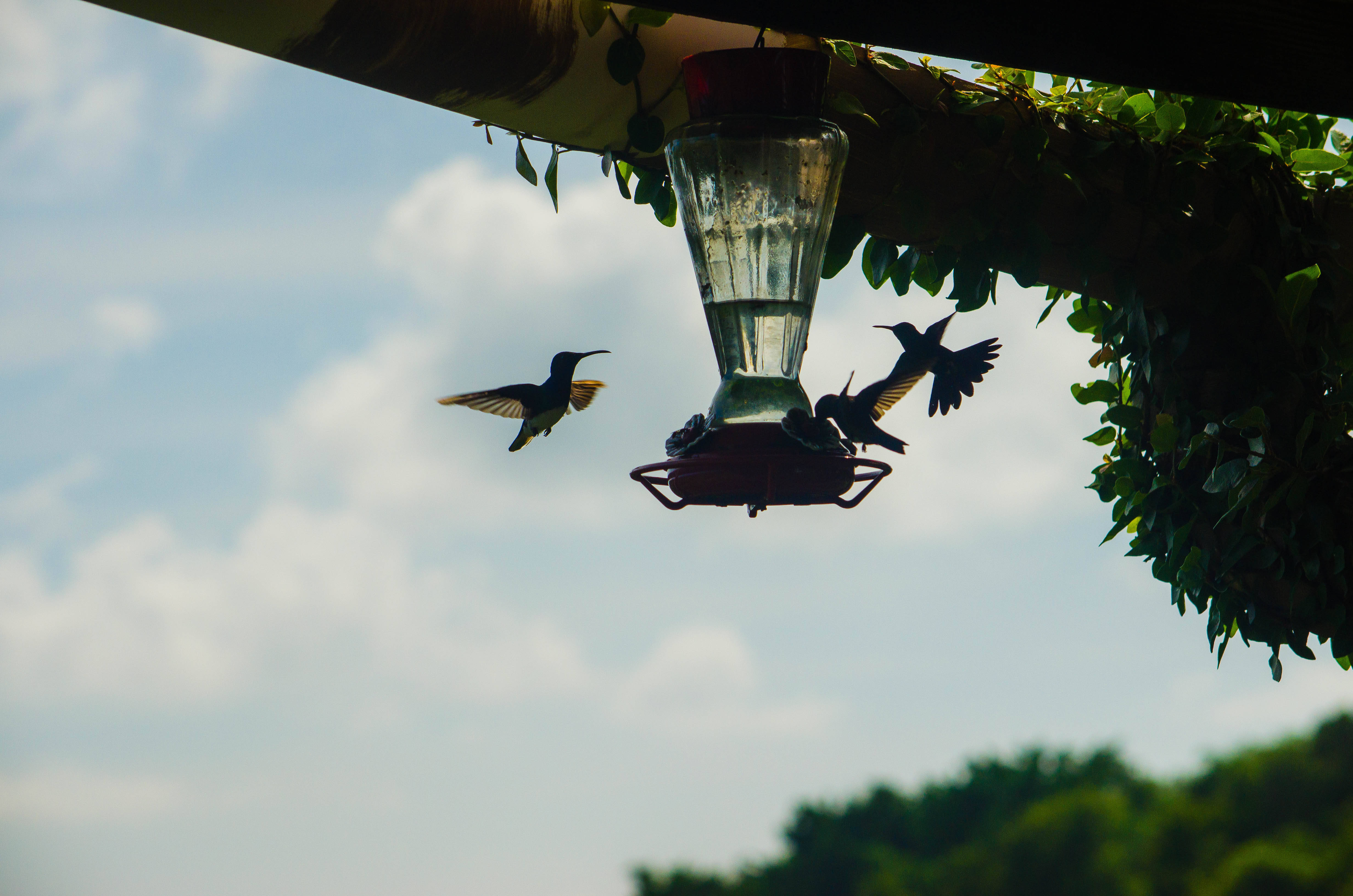 Trinidad And Tobago, hummingbirds, glass feeder, 4K Desktop Wallpaper