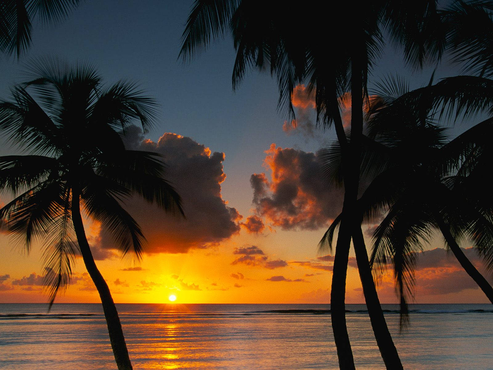 Trinidad And Tobago, sunset, palm trees, HD Desktop Wallpaper