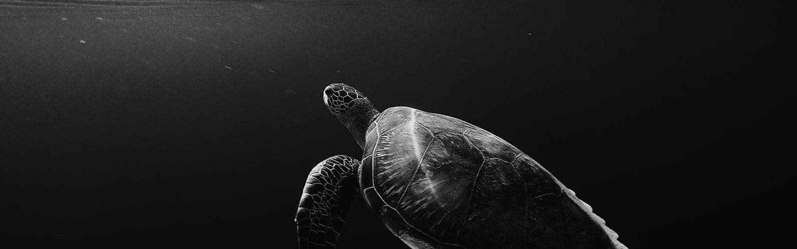 monochrome sea turtle, deep ocean waters, sunlight filtering, HD Desktop Wallpaper