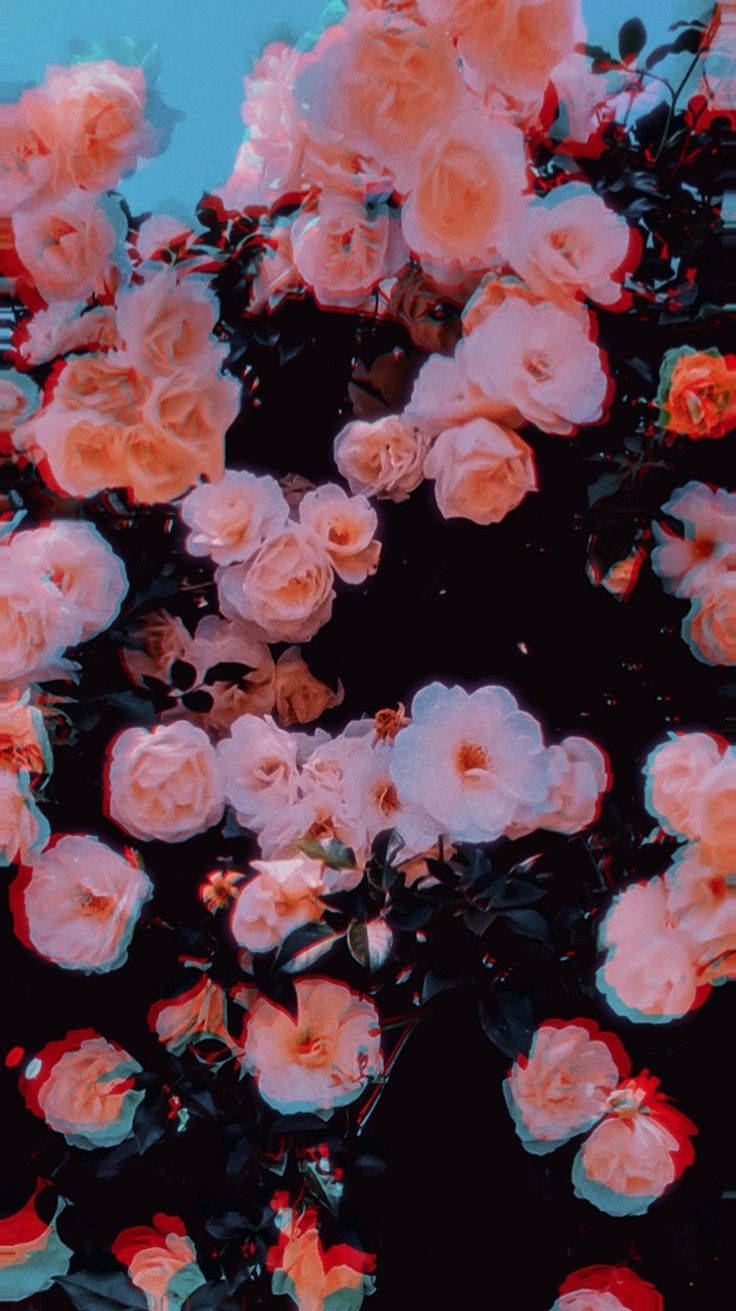 roses, vibrant pink, dark background, HD Phone Wallpaper