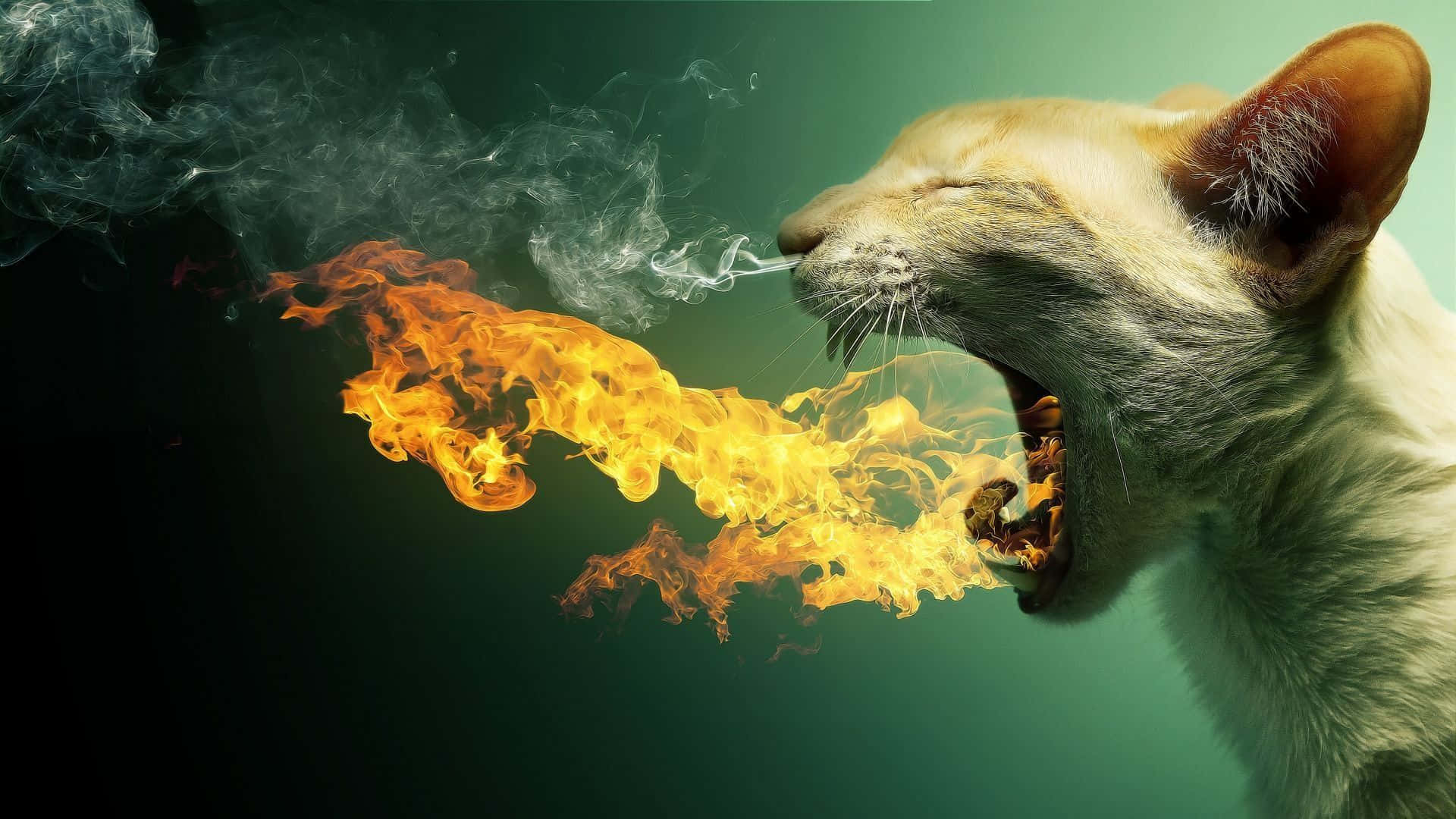 white cat, eyes closed, vivid orange flame, Full HD Desktop Wallpaper