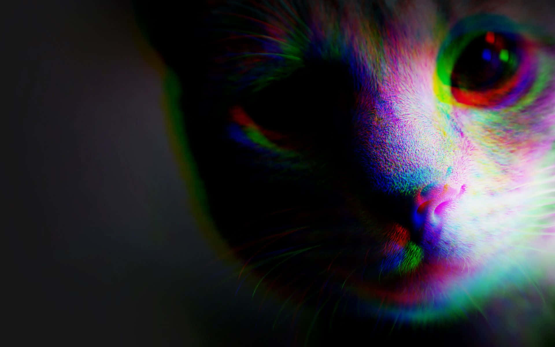 Trippy Animals, glitchy neon colors, cat's face, Full HD Desktop Wallpaper
