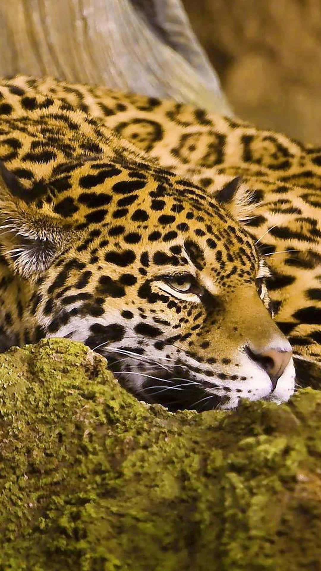 Animals iPhone, jaguar, golden fur, Full HD Phone Wallpaper