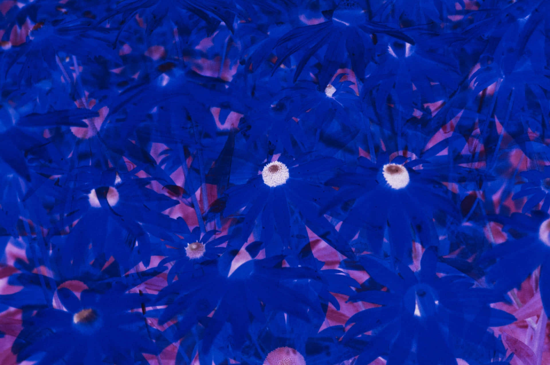 dark blue floral aesthetic, vivid blue daisies, white centers, Full HD Desktop Wallpaper