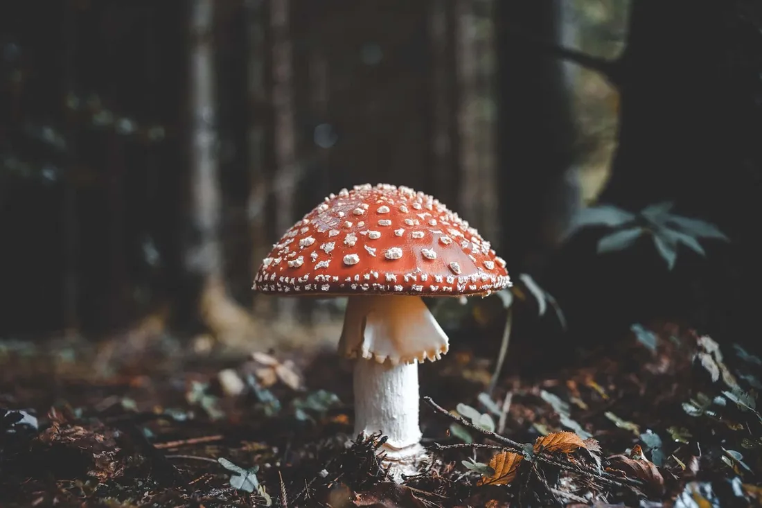 Trippy Mushroom