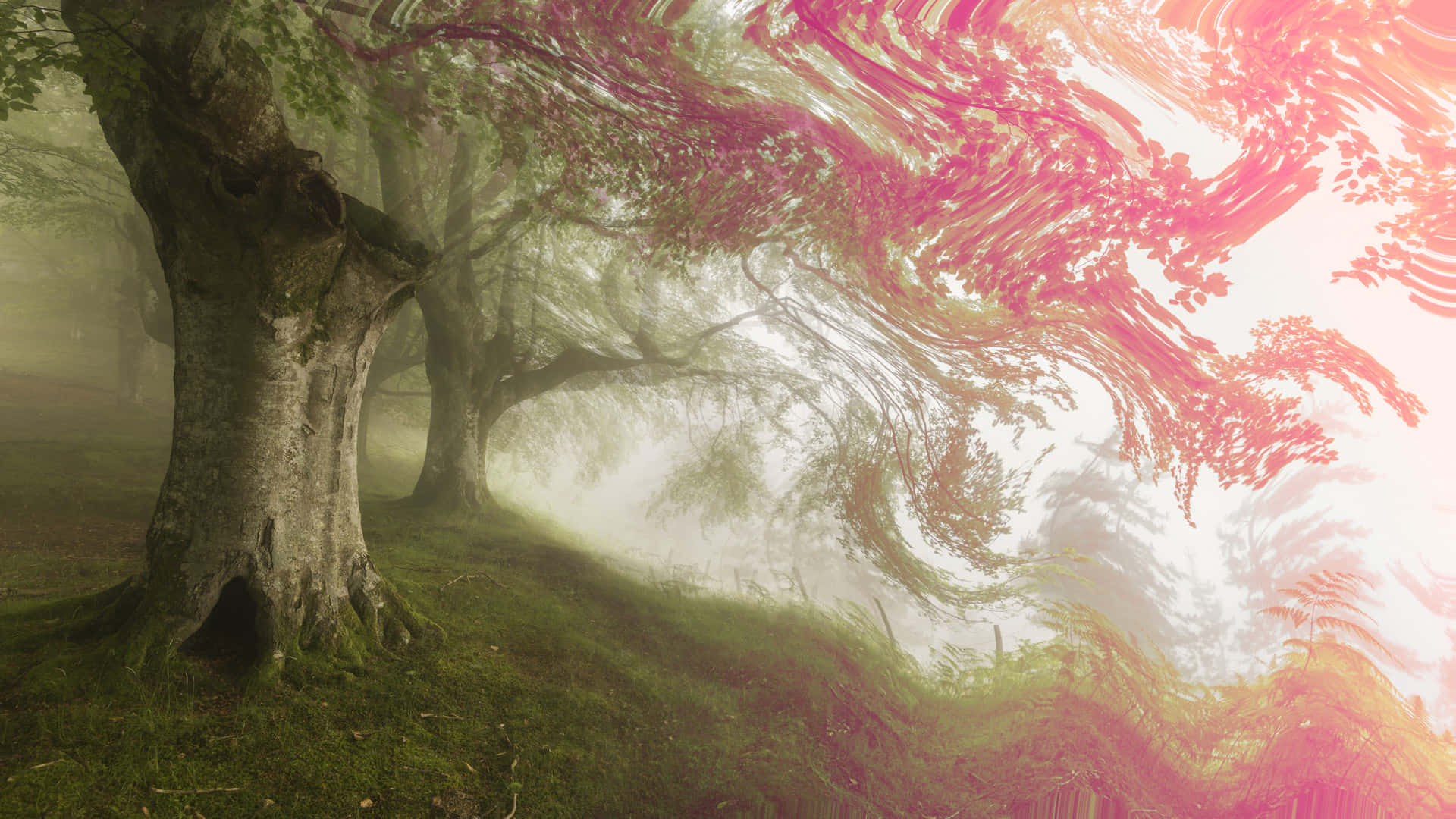 Mystical Forest, ancient trees, surreal pink glowing branches, Full HD Desktop Wallpaper