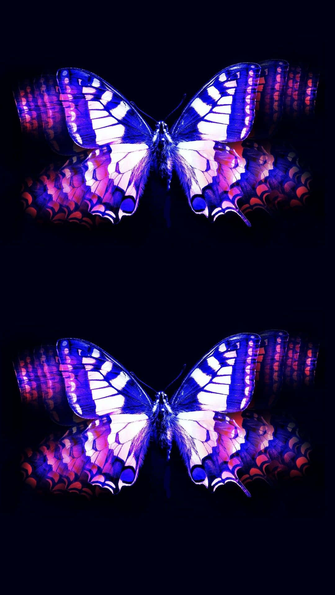 cute purple butterfly, electric blue wings, magenta wings, Full HD Phone Wallpaper