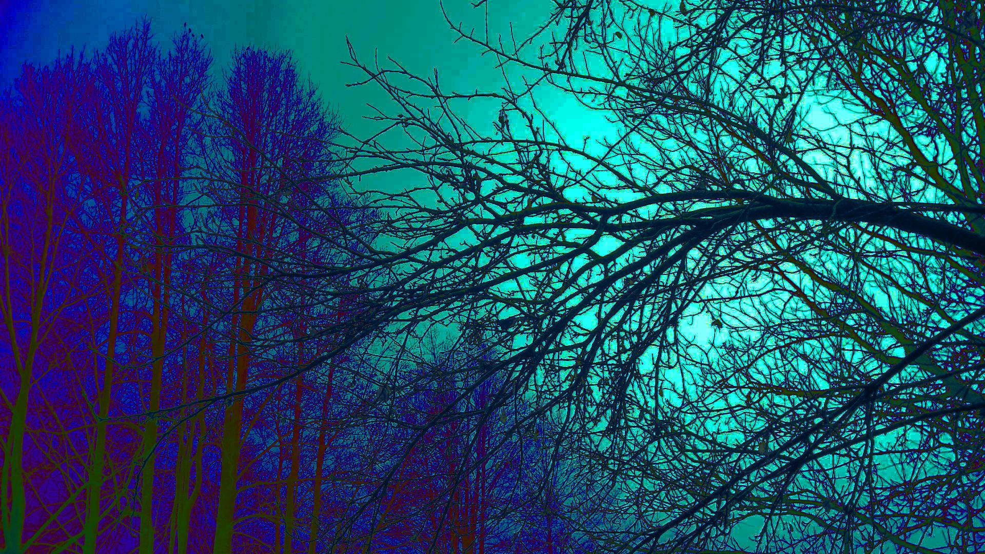 Trippy Trees, teal, purple, Full HD Desktop Wallpaper