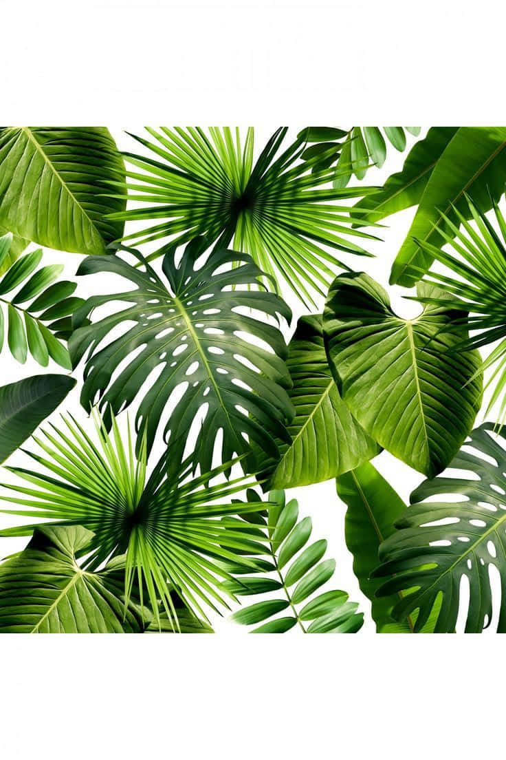 Tropical Aesthetic, big leaves, vibrant tropical leaves, SD Phone Wallpaper