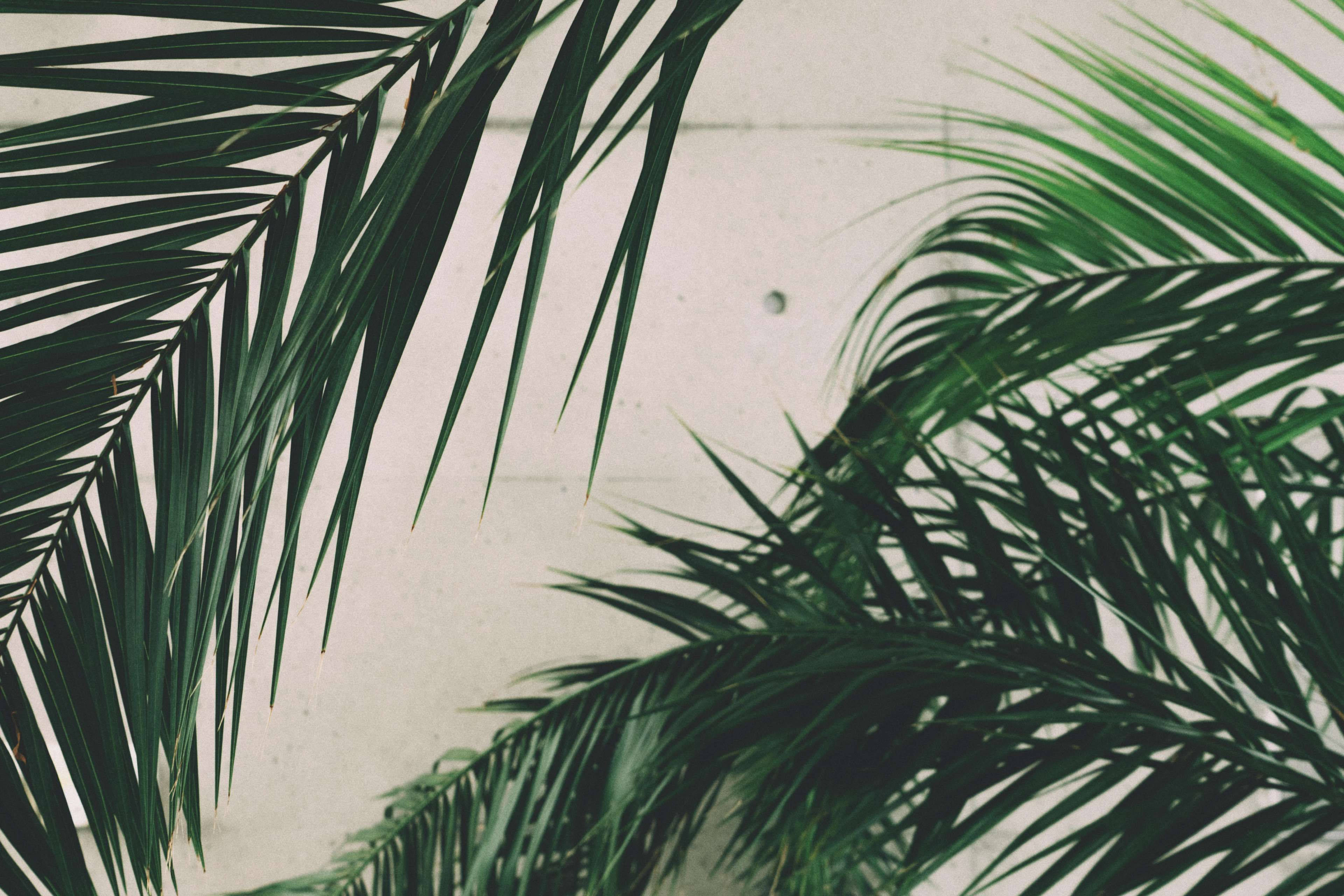 palm fronds, off-white wall, minimalist tropical composition, 4K Desktop Wallpaper