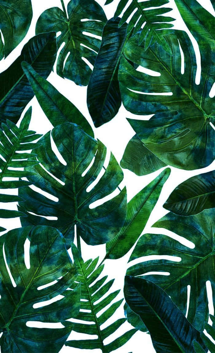 Split Leaf Philodendron, deep green hues, stark white background, SD Phone Wallpaper