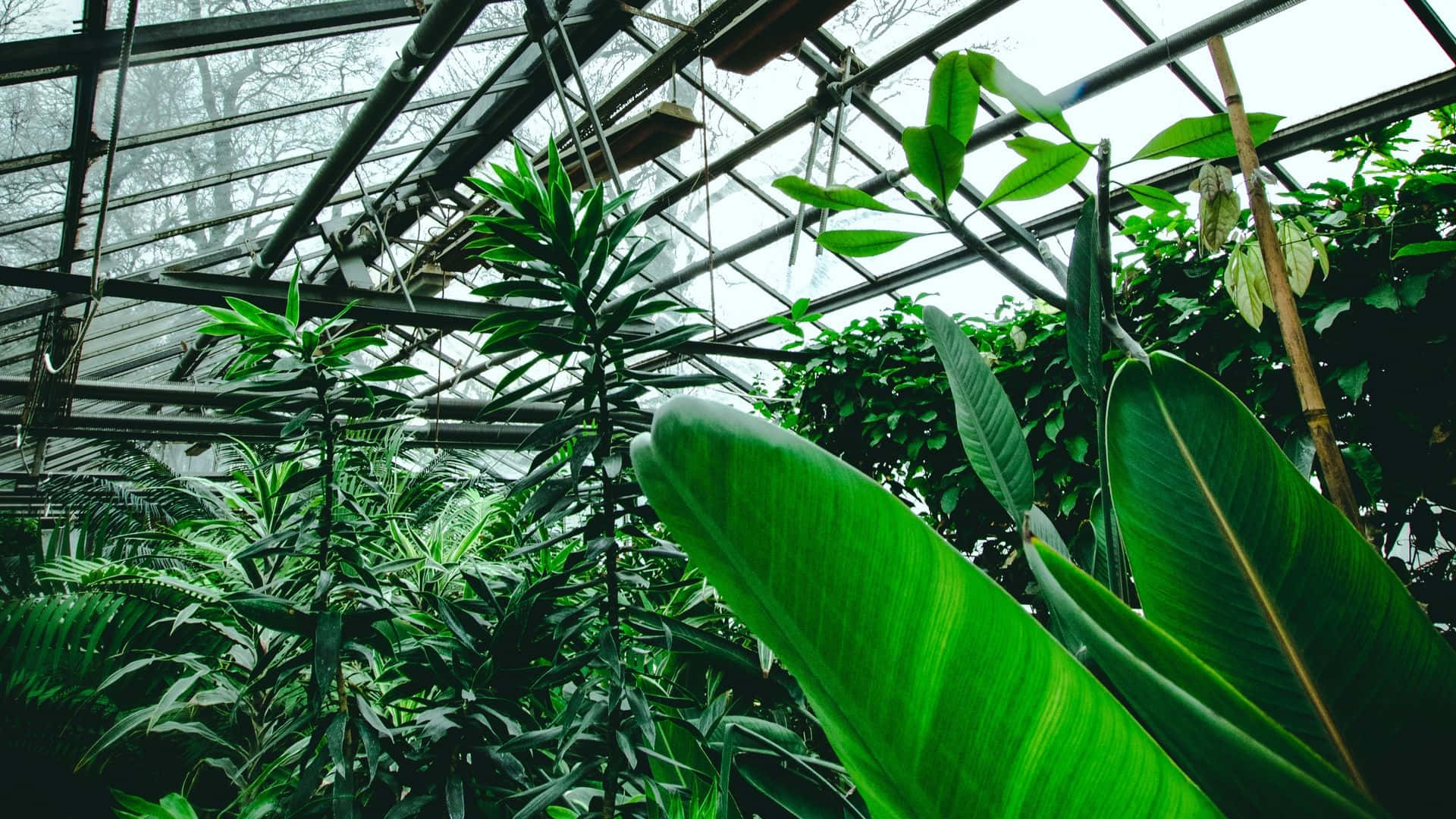 tropical plants, green banana leaves, glass greenhouse roof, Full HD Desktop Wallpaper