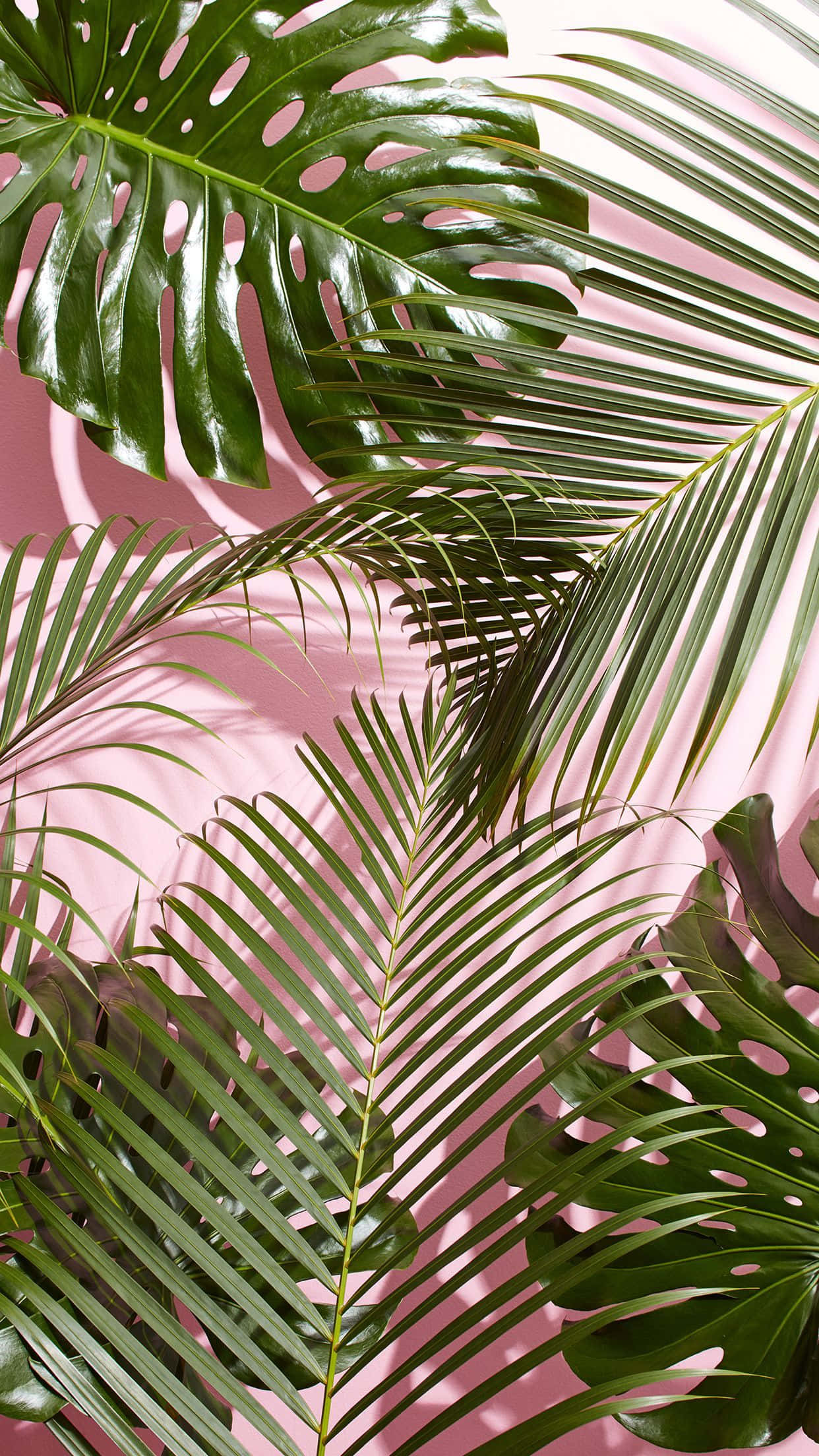Monstera, Palm, Vibrant green, Full HD Phone Wallpaper
