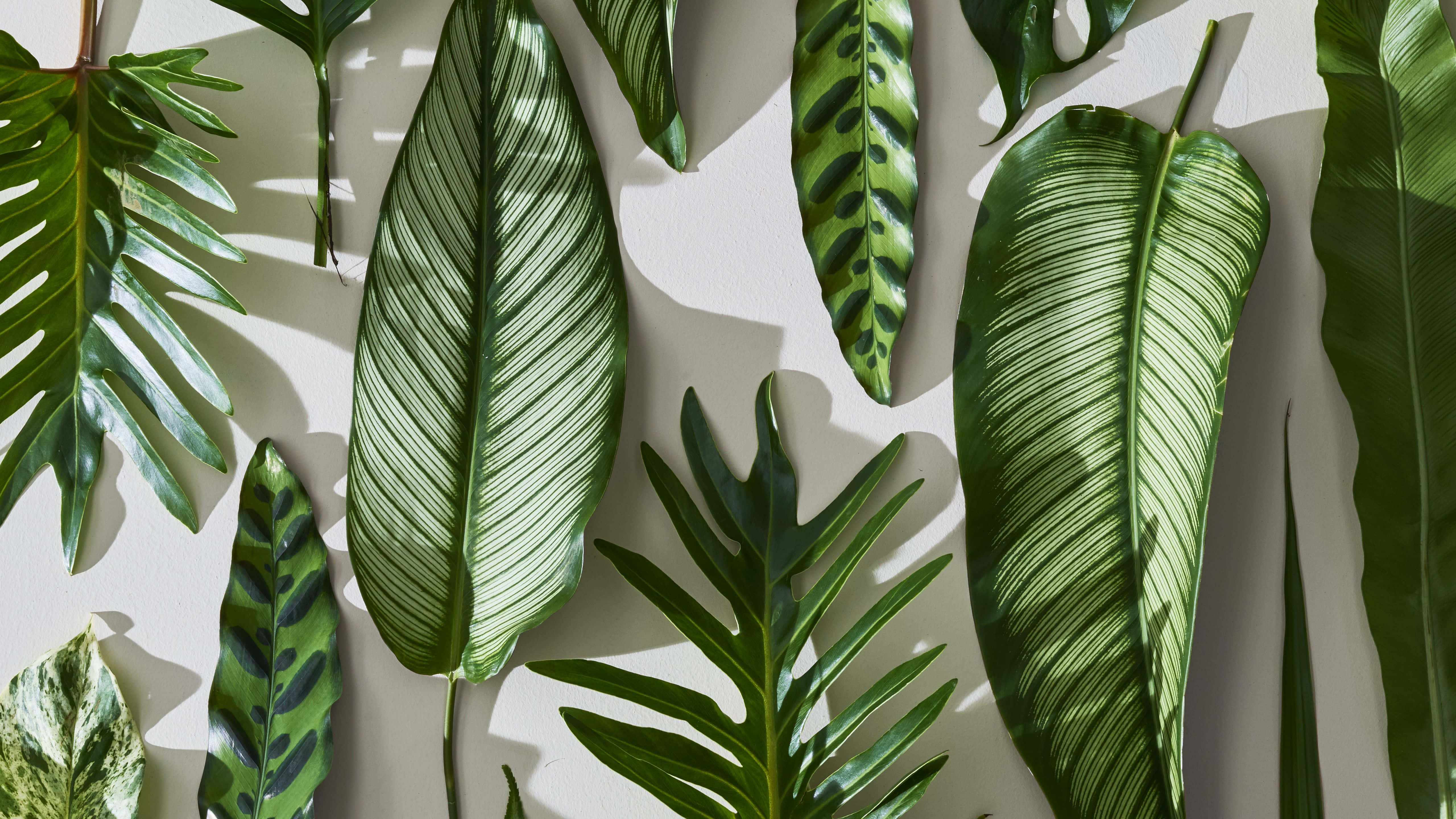 Tropical Aesthetic, vibrant green tropical leaves, intricate vein patterns, 5K Desktop Wallpaper