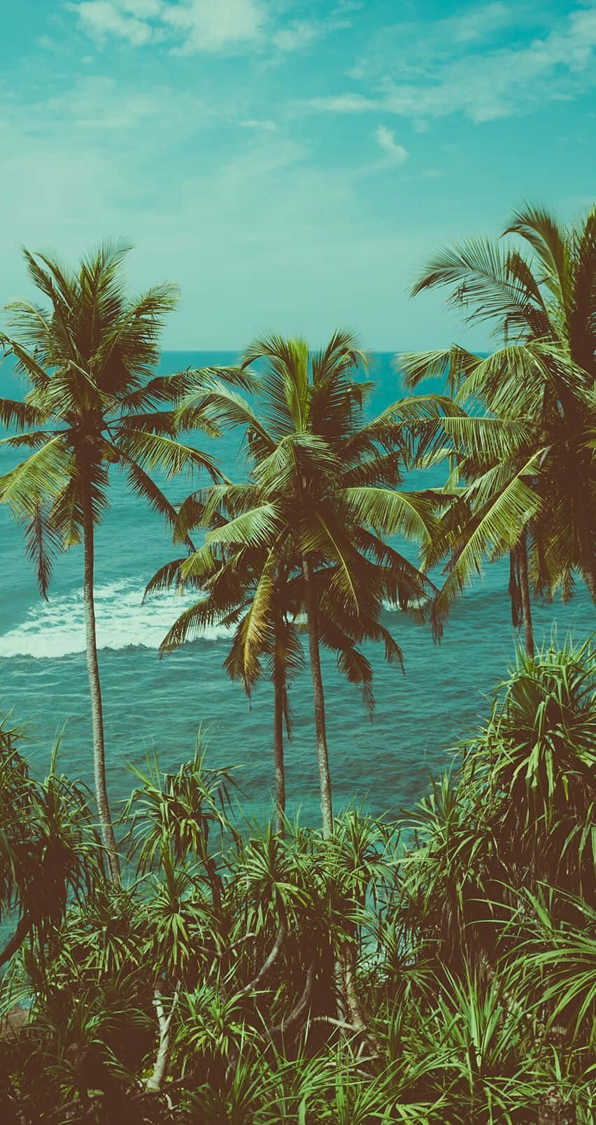 Tropical Aesthetic, coconut tree, lush green foliage, HD Phone Wallpaper