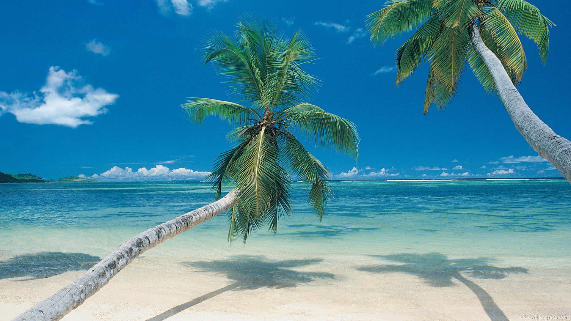 tropical beach, leaning palm trees, white sand, Full HD Desktop Wallpaper