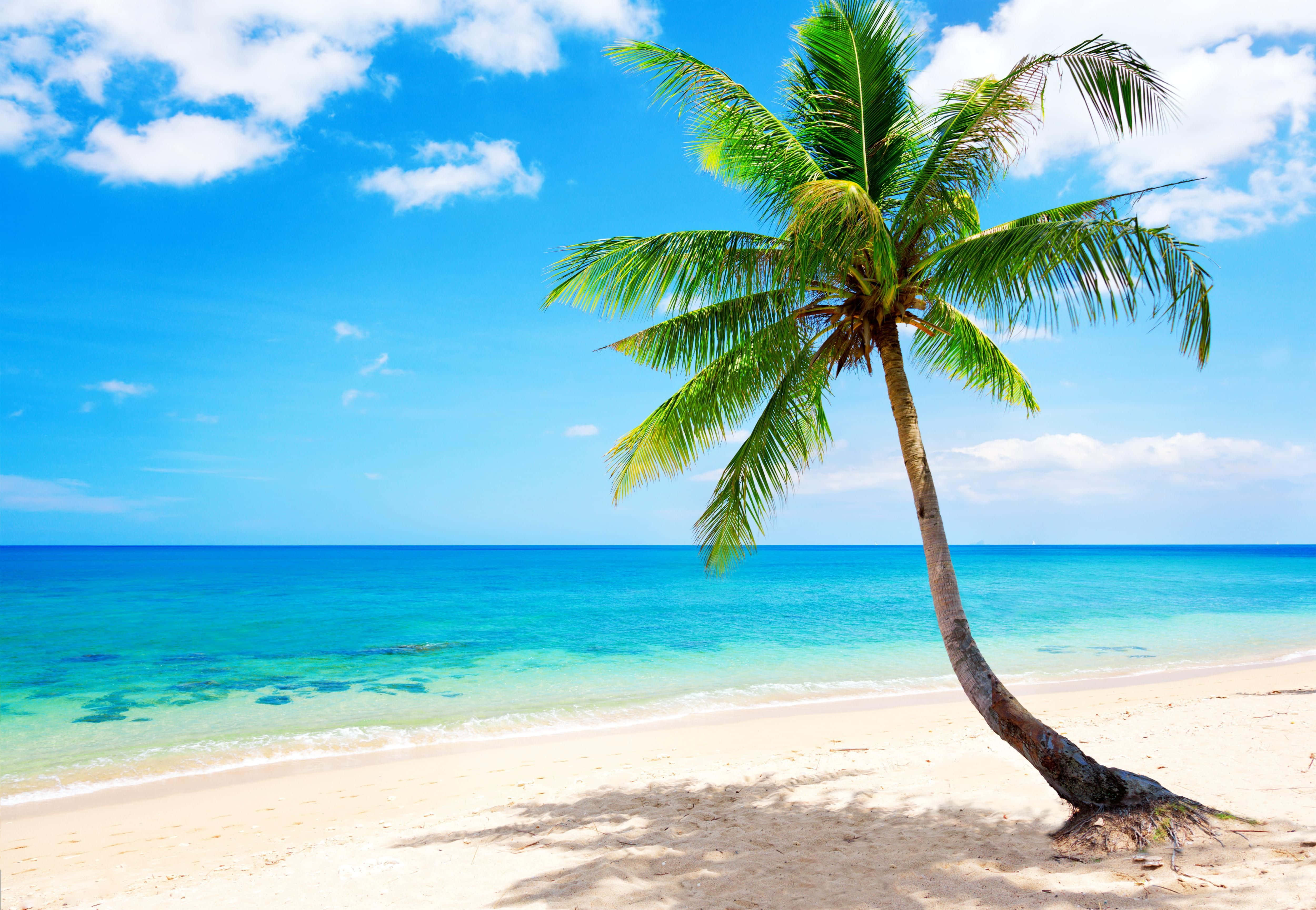 tropical beach, pristine white sand, turquoise waters, 4K Desktop Wallpaper