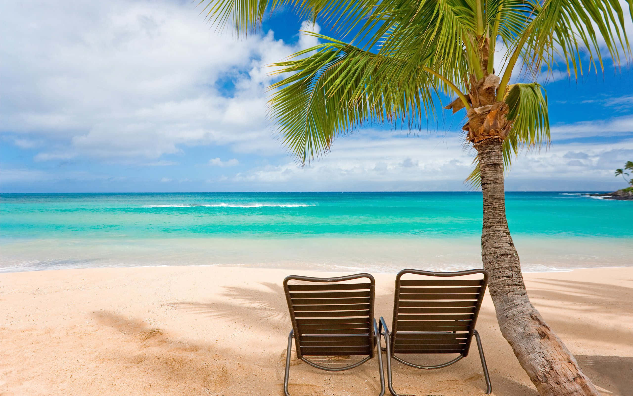 tropical beach scenes, lounge chairs, palm tree, 2K Desktop Wallpaper
