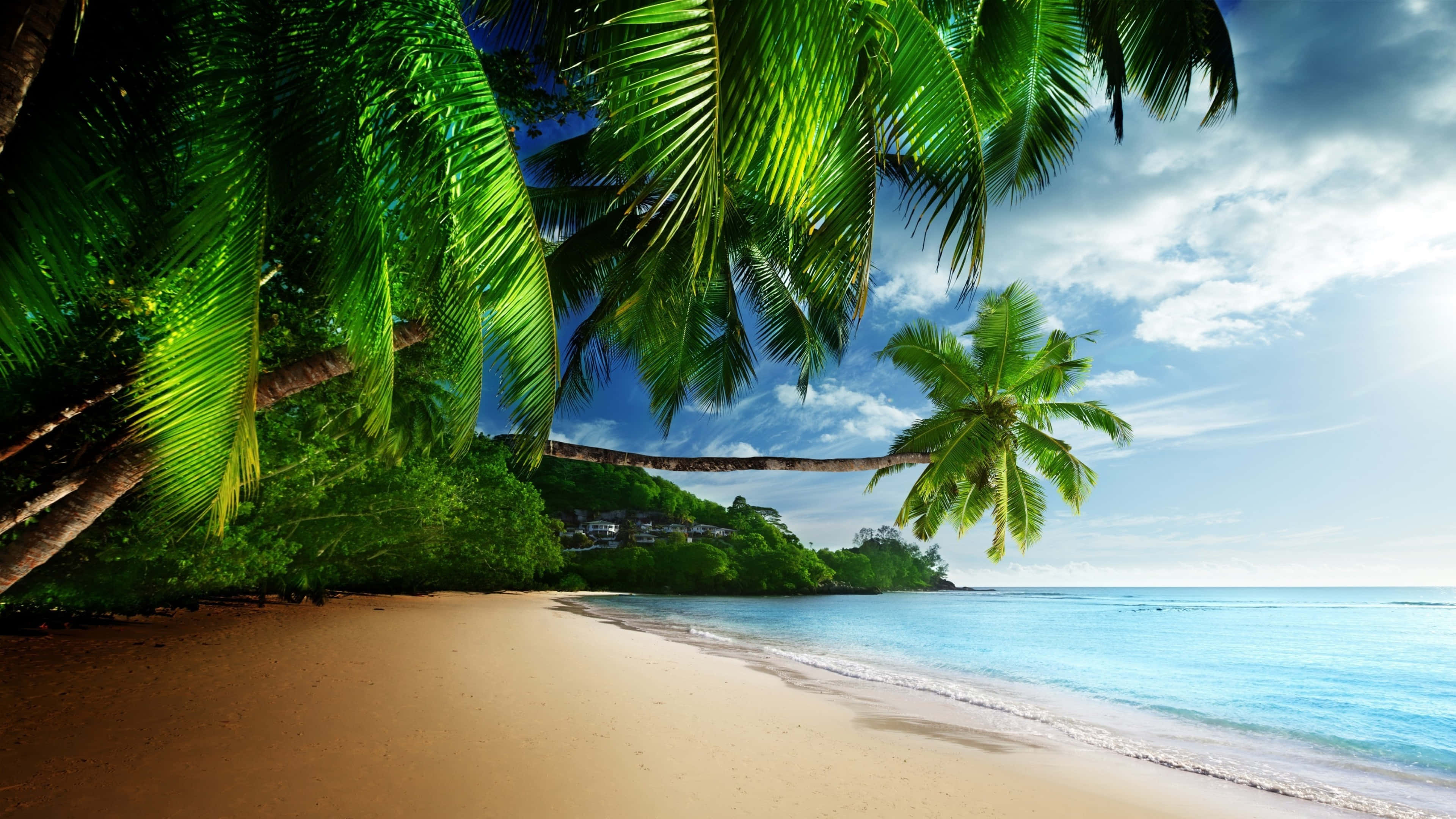 Tropical Beach Scenes, paradise on earth, lush green palm trees, 4K Desktop Wallpaper