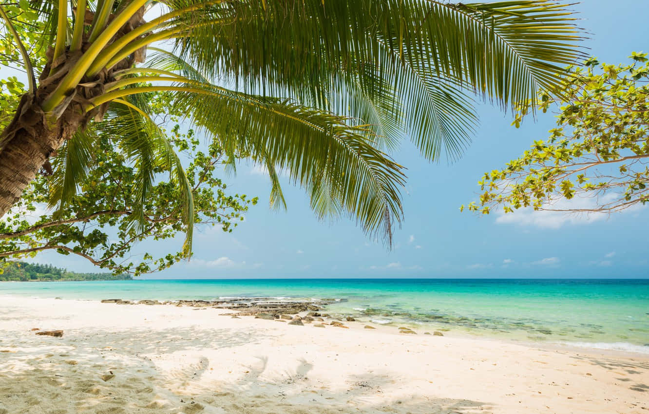 tropical beach scenes, white sandy beach, palm tree, HD Desktop Wallpaper