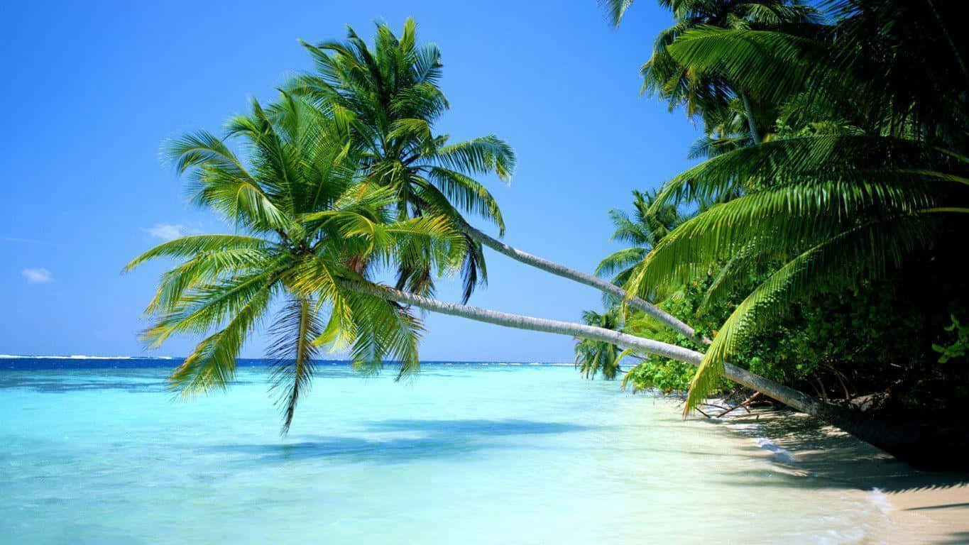 tropical beach scenes, palm trees, turquoise waters, HD Desktop Wallpaper