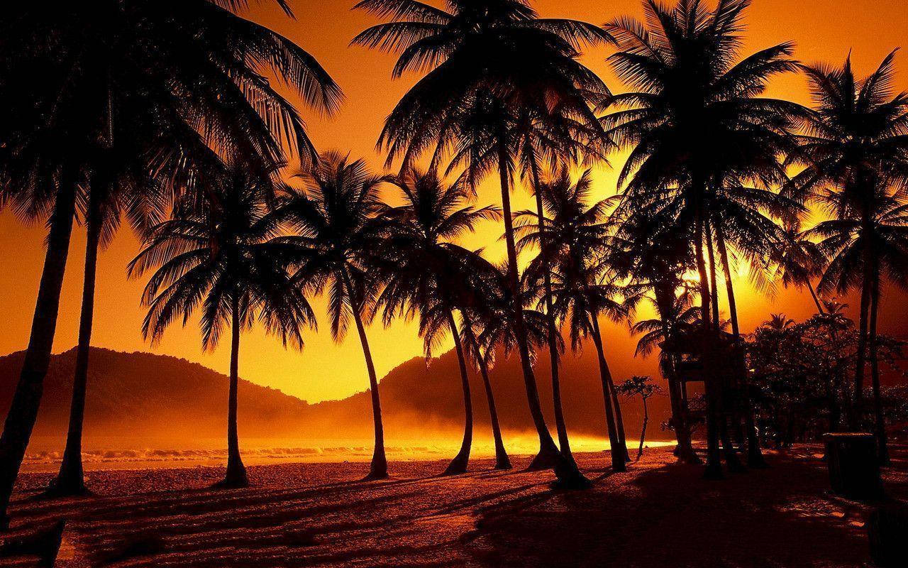 tumblr sunset desktop, palm trees, fiery orange sunset, HD Desktop Wallpaper