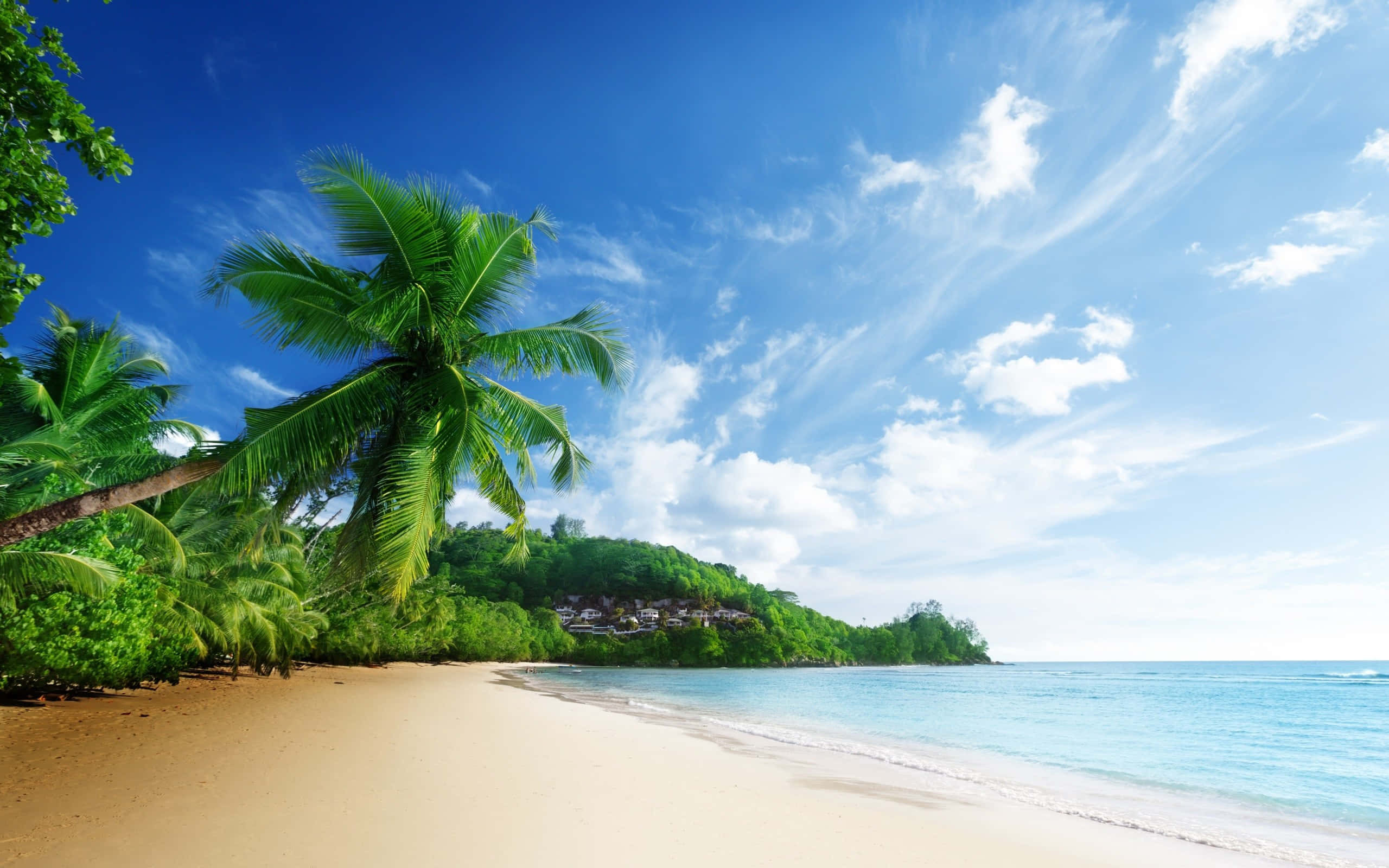 tropical beach scenes, golden sand, palm trees, 2K Desktop Wallpaper