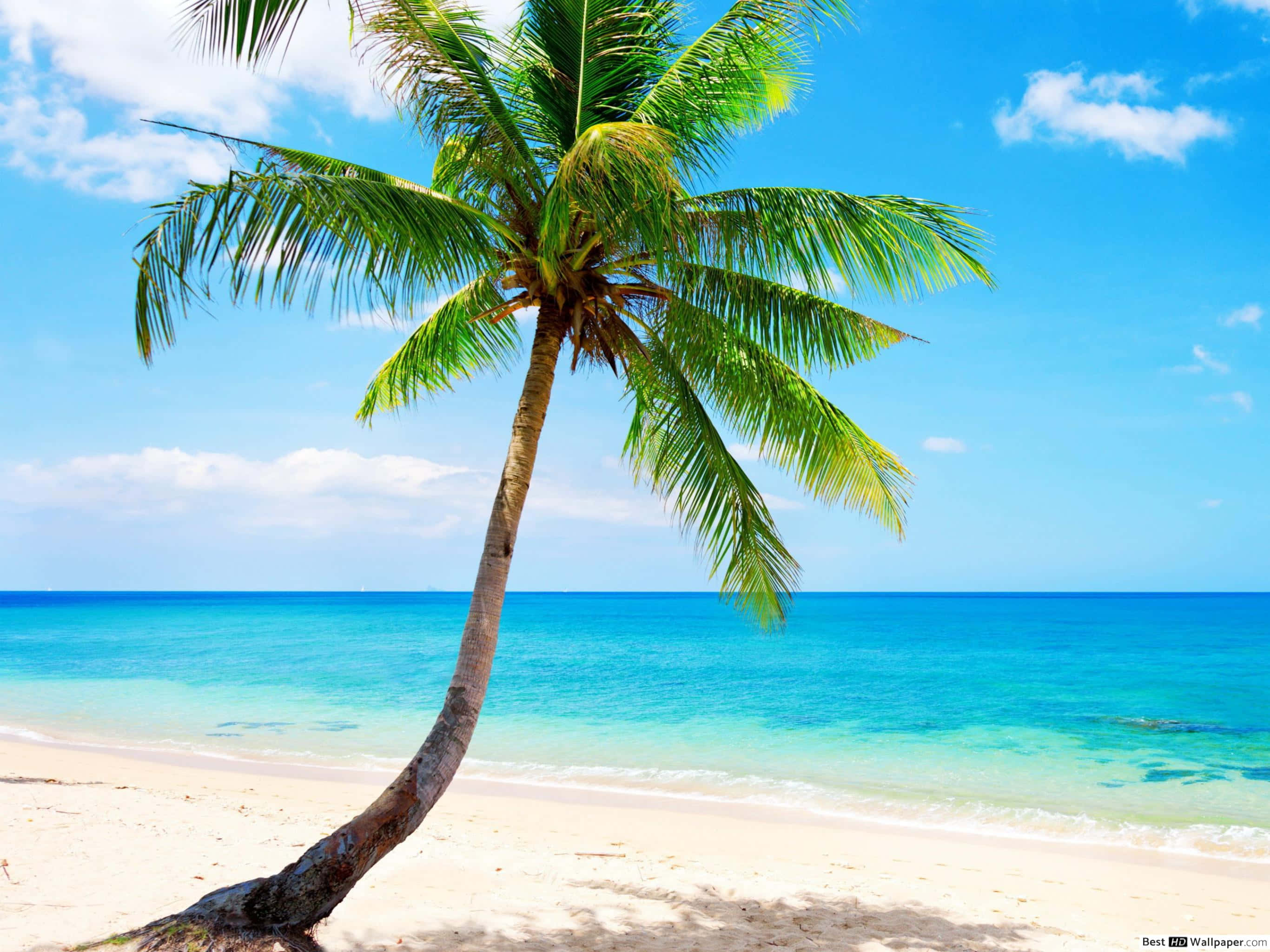 tropical beach scenes, pristine white sand beach, turquoise ocean, 2K Desktop Wallpaper