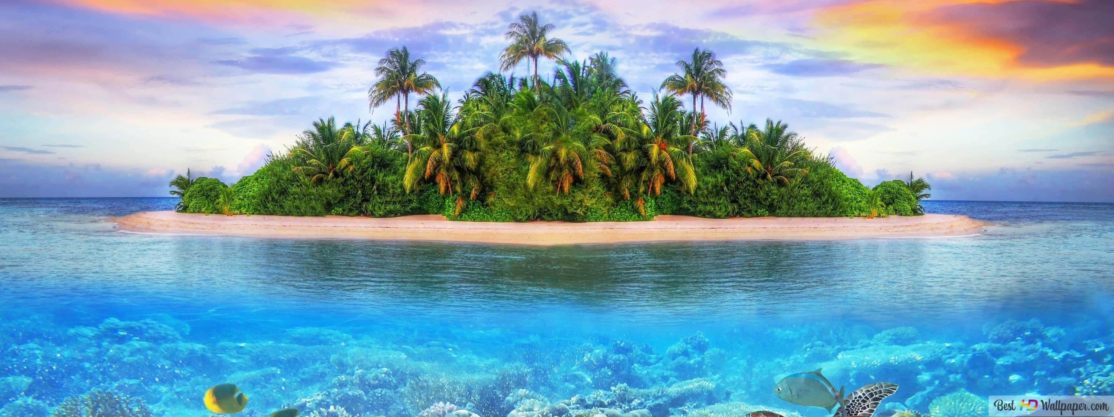 tropical beach scenes, palm trees, corals, 4K Desktop Wallpaper
