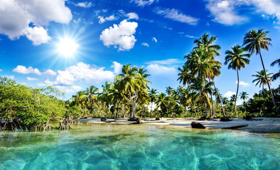 palm beach, tropical palm trees, sunny beach, SD Desktop Wallpaper