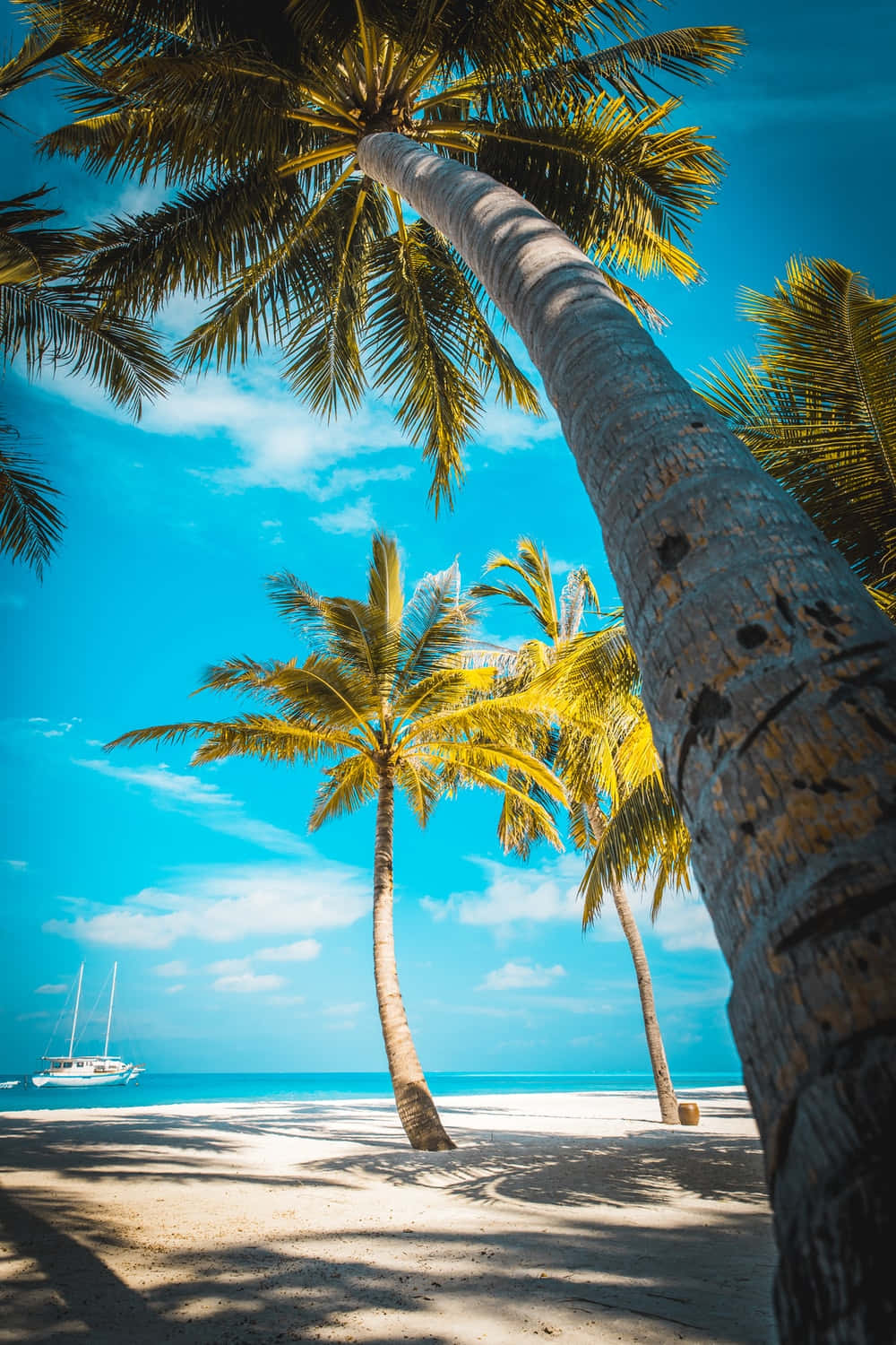 palm trees, white sand beach, vibrant blue sky, HD Phone Wallpaper