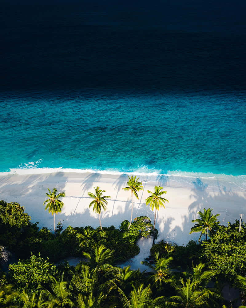 palm trees, tropical beach, turquoise waters, SD Phone Wallpaper