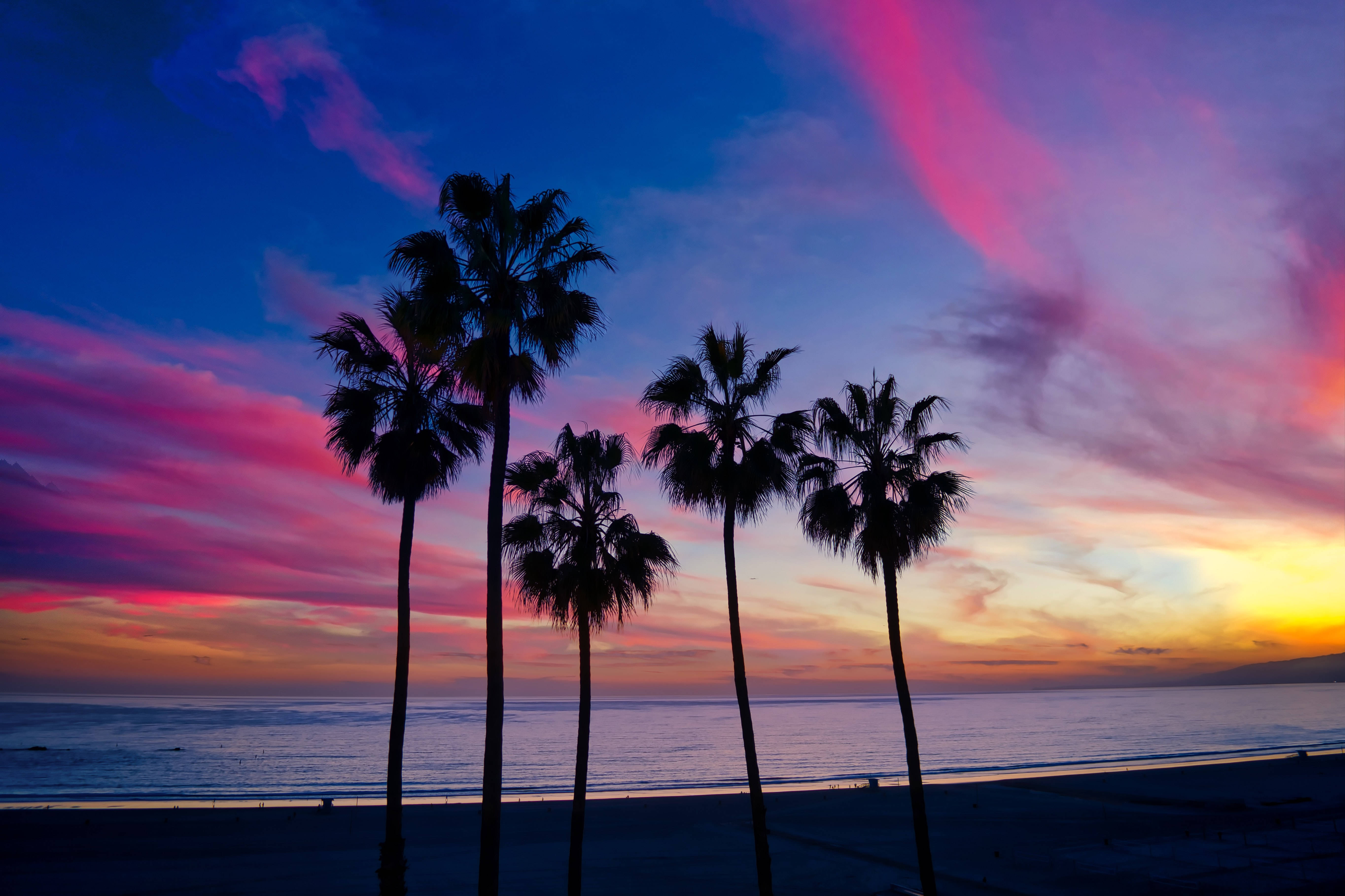 1920x1080, HD, palm trees, 5K Desktop Wallpaper