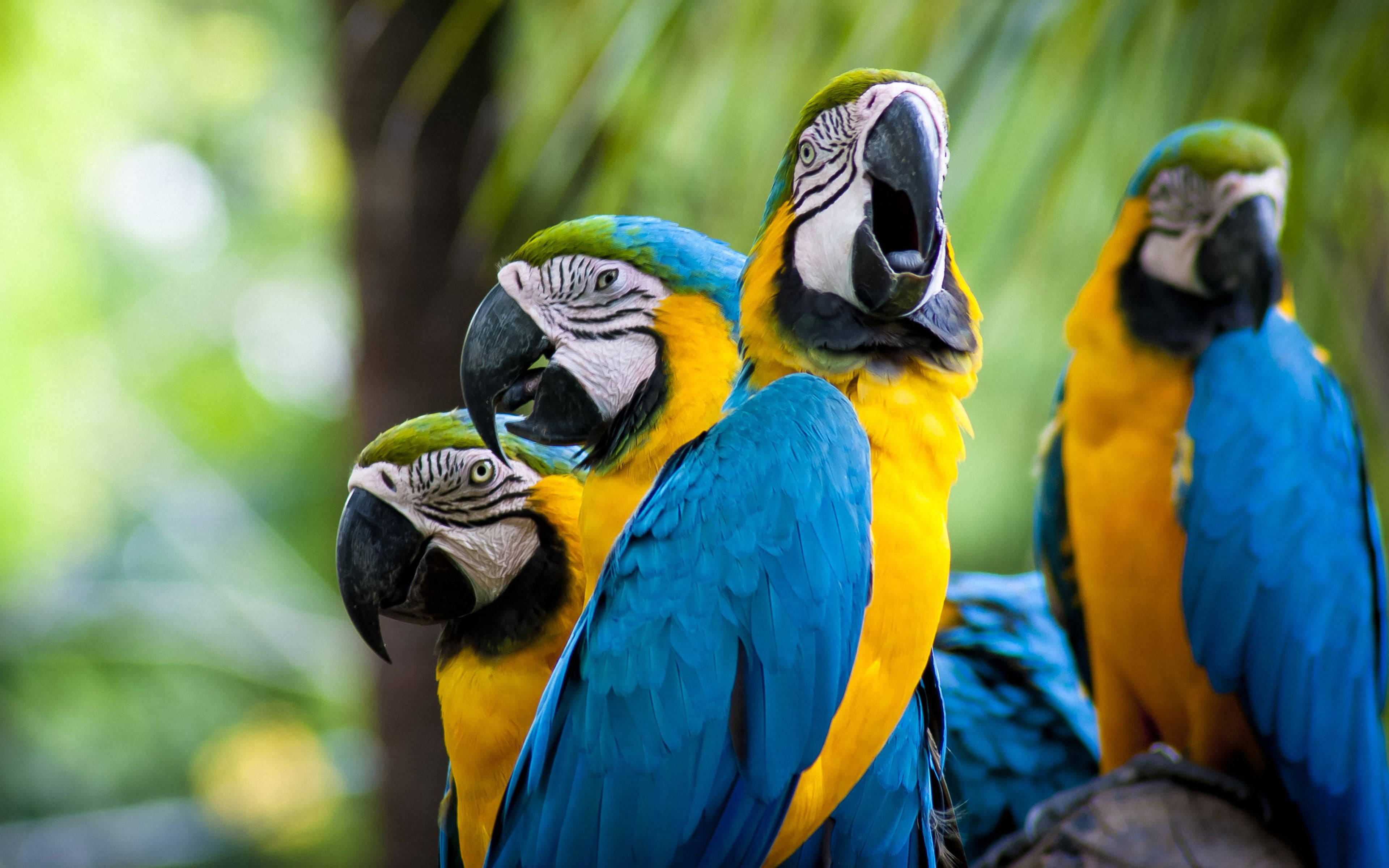 yellow macaw birds, lush green jungle, vibrant blue and yellow macaws, 4K Desktop Wallpaper