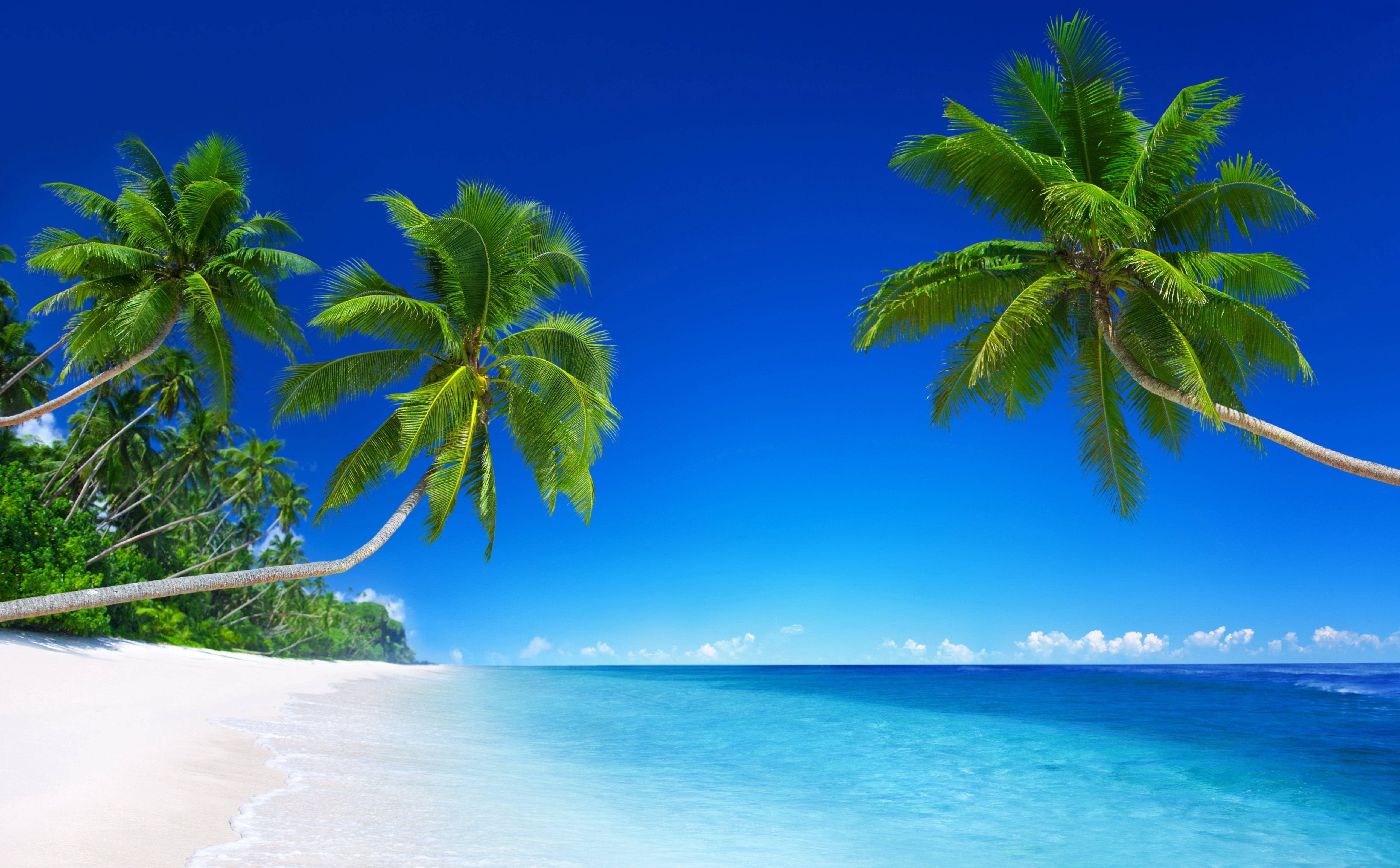leaning coconut trees, tropical paradise, lush green palm trees, 5K Desktop Wallpaper