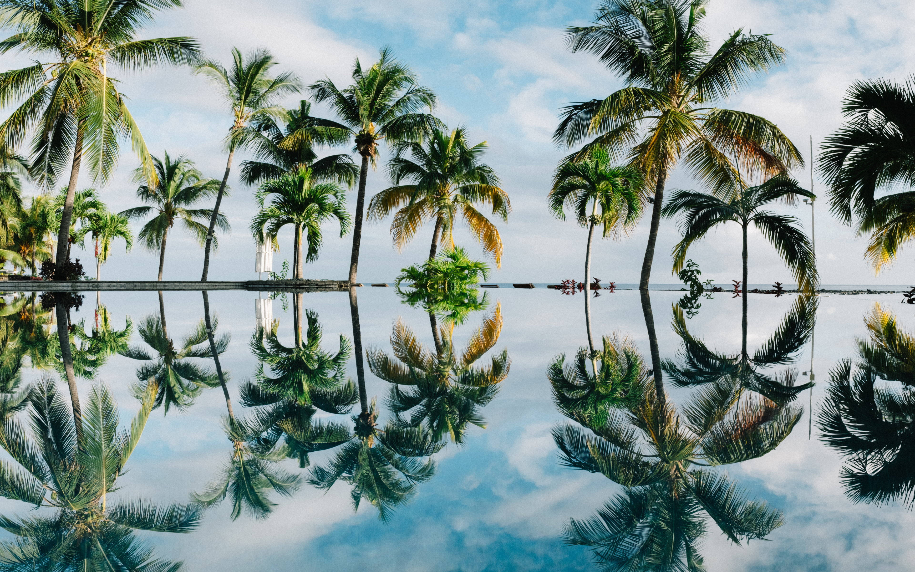 palm trees, water, bright blue sky, 4K Desktop Wallpaper