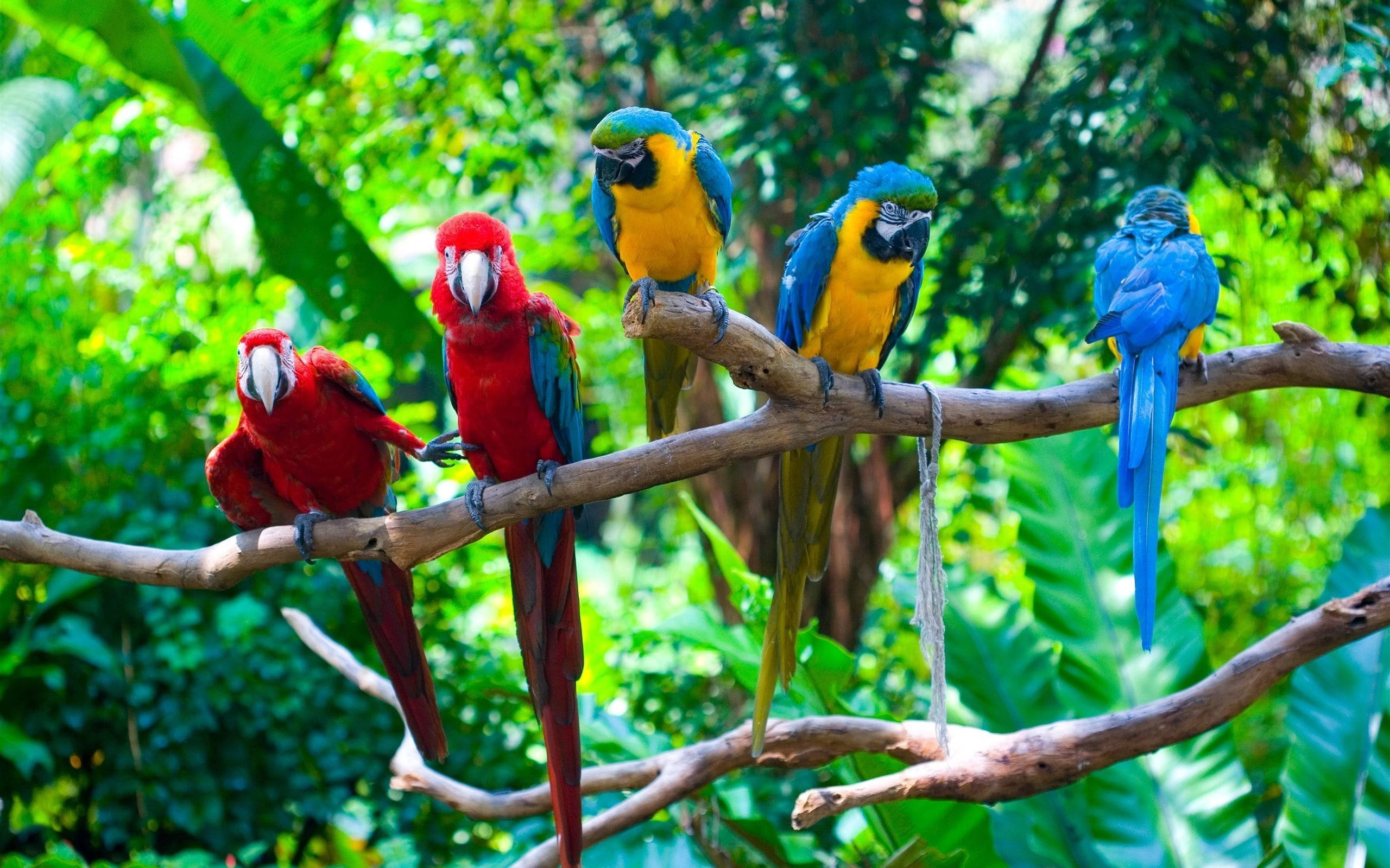 five colorful macaws, red and blue macaws, sunlit branch, 2K Desktop Wallpaper
