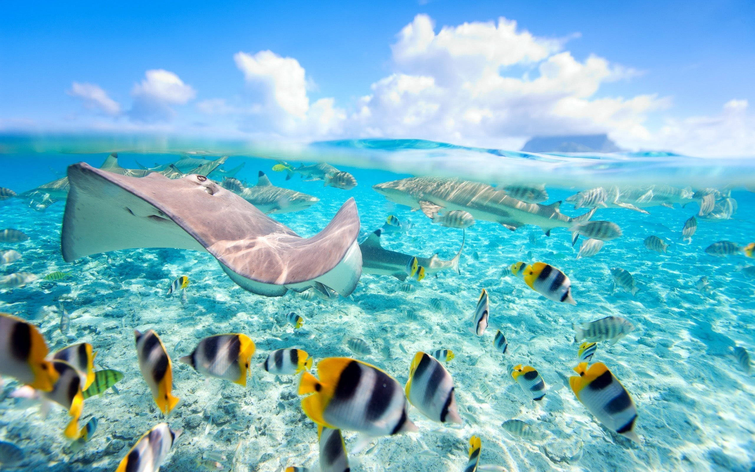 stingray, sandy ocean floor, colorful tropical fish, 2K Desktop Wallpaper