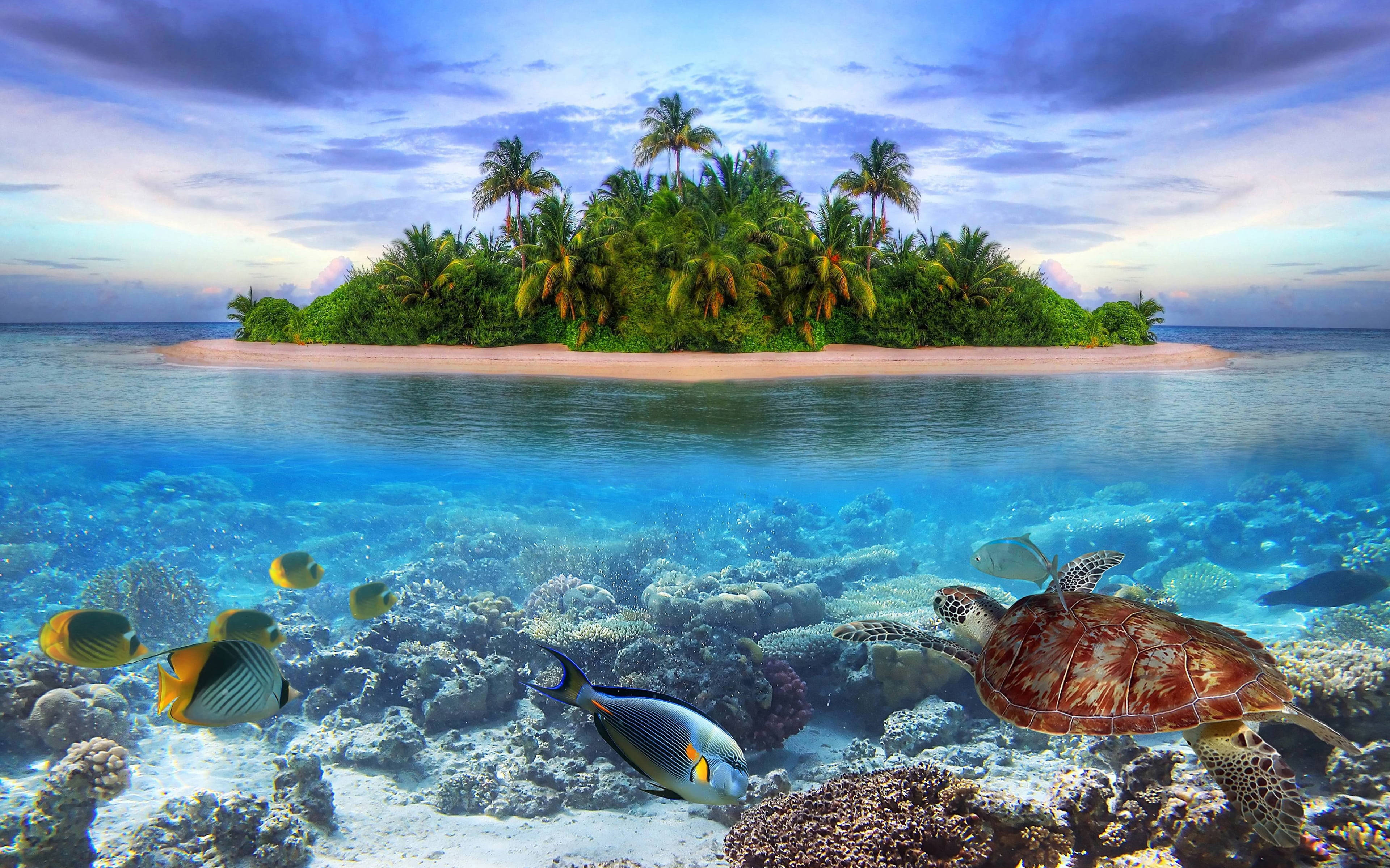 tropical island, palm trees, turquoise waters, 4K Desktop Wallpaper