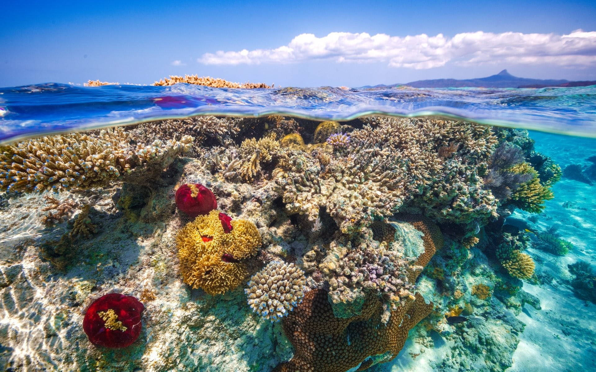coral reef, vibrant coral reef, colorful sea life, Full HD Desktop Wallpaper