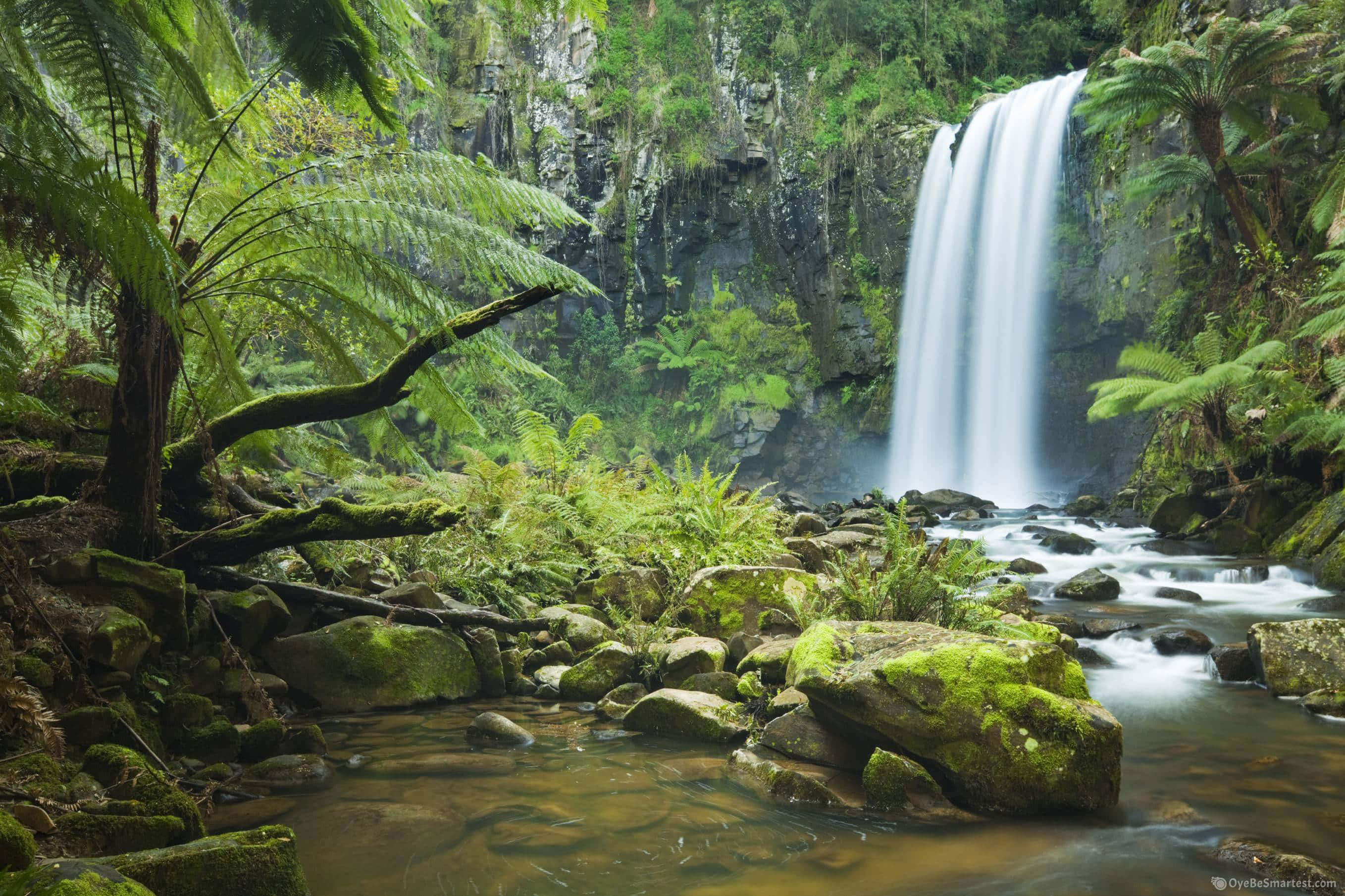 Jungle Desktop, tropical waterfall, mossy rocks, 2K Desktop Wallpaper