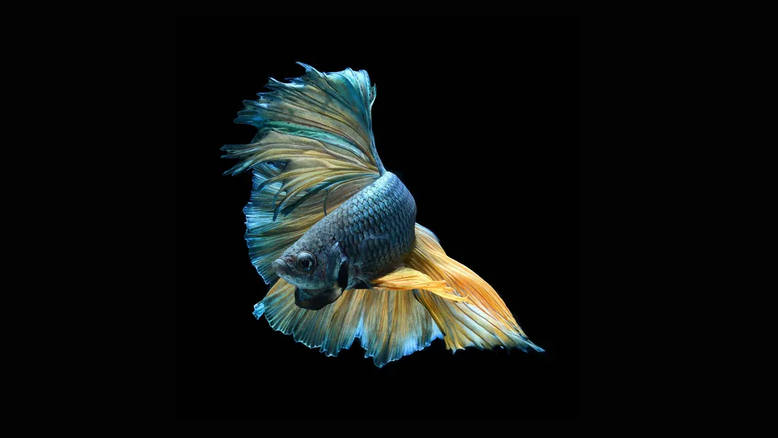 Tropical Fish