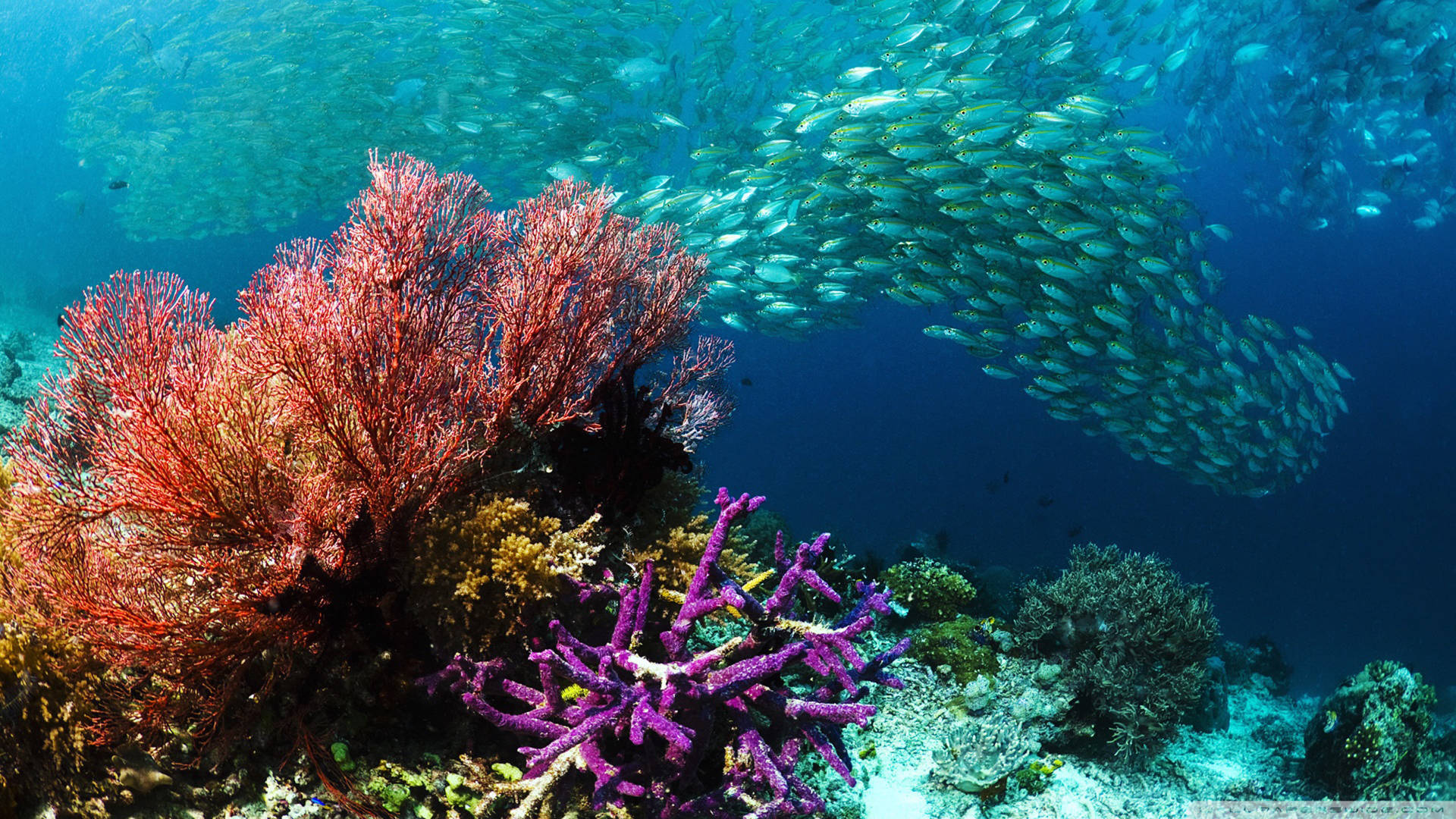 tropical fish, red coral, purple coral, Full HD Desktop Wallpaper