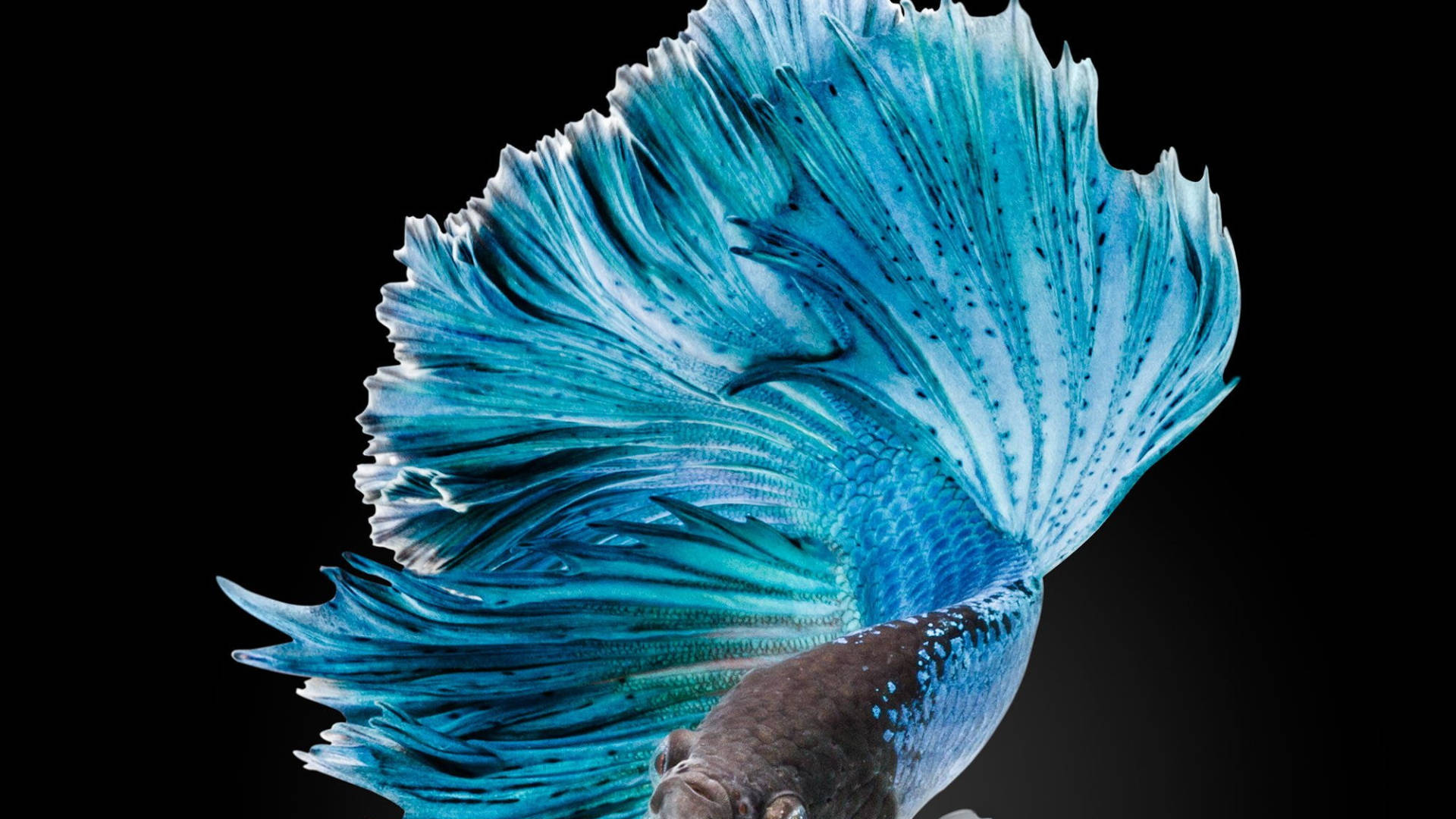 blue betta fish, flowing fins, stark black background, Full HD Desktop Wallpaper