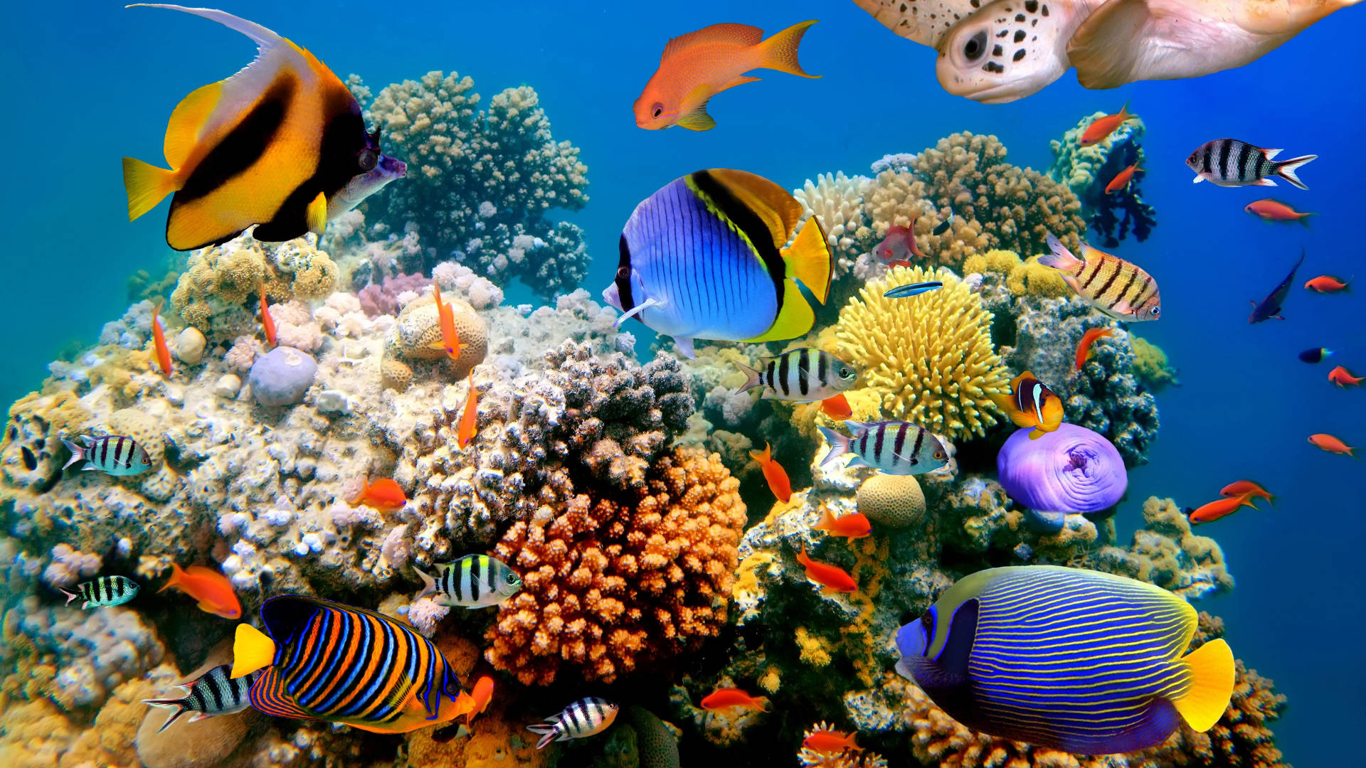 sneaky turtle tropical fish, vibrant tropical fish, colorful coral reefs, Full HD Desktop Wallpaper