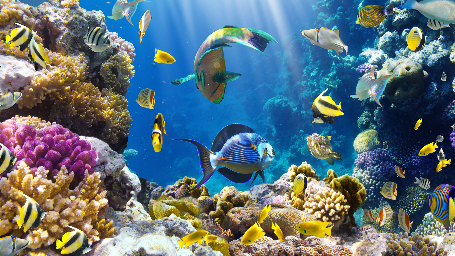 Curvy Tropical Fish, tropical fish, colorful coral reefs, Full HD Desktop Wallpaper